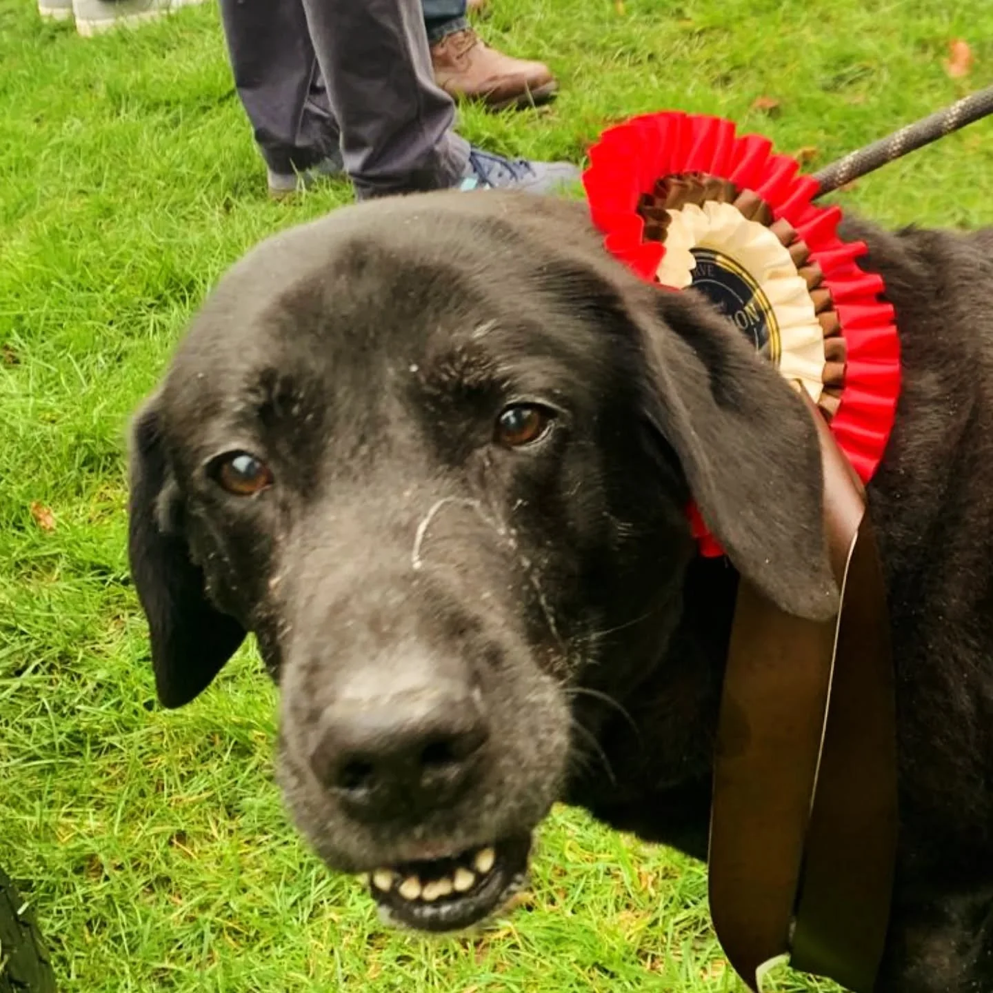 To celebrate our reopening for 2026 I thought I would share this picture of Troy Rogers, the OG good boy, winning a lovely big rosette for being, well, Troy, as far as we can gather 🥳. What a legend - he's aging like a fine wine 🍷 

Gardens now ope