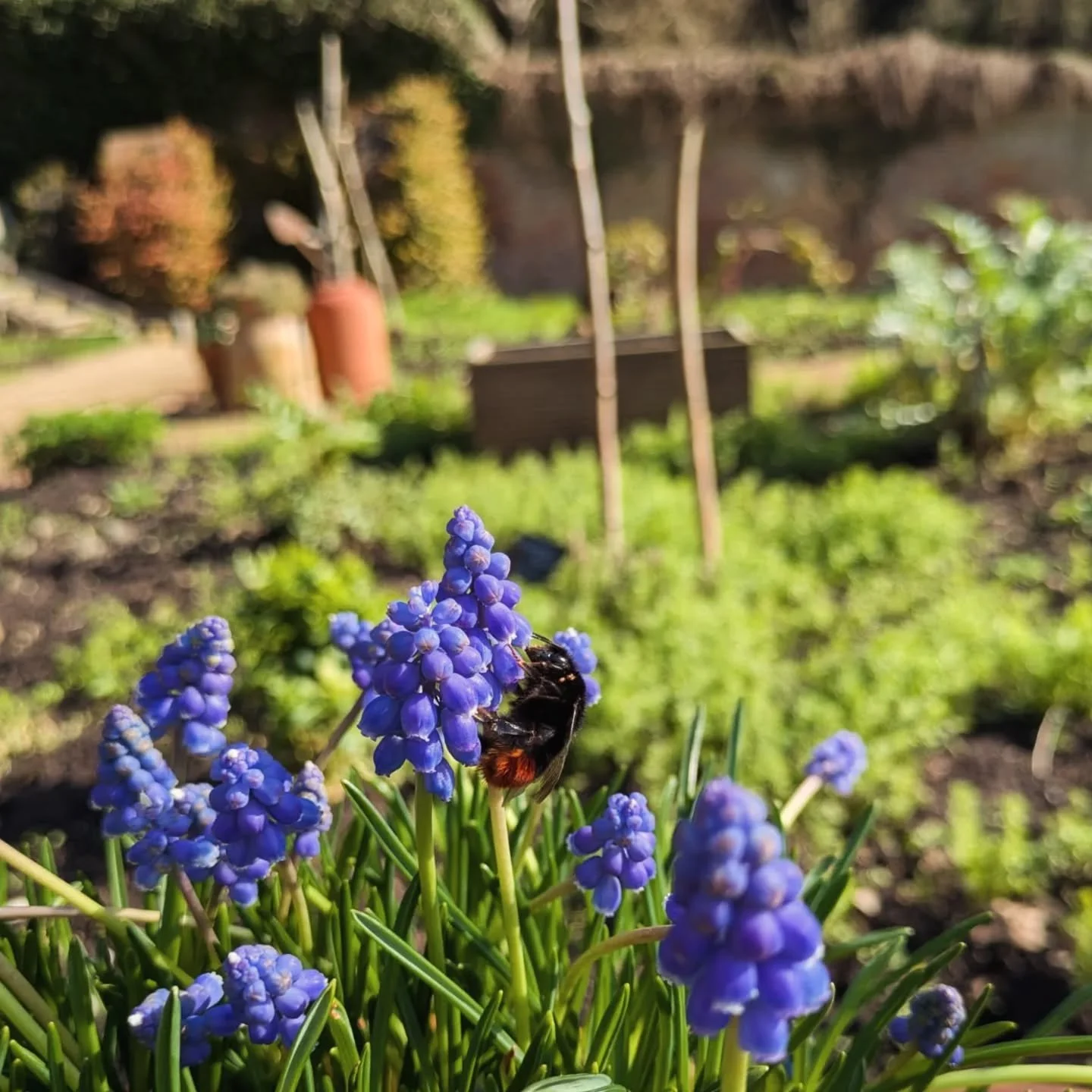 Tomorrow is our first Weekend of the Season and the perfect time for your first visit back to the Gardens.

Lots of old, familiar friends to greet, as well as some new ones, and plenty of spring in the air.

Don't forget: MOTHER'S DAY on Sunday. We h