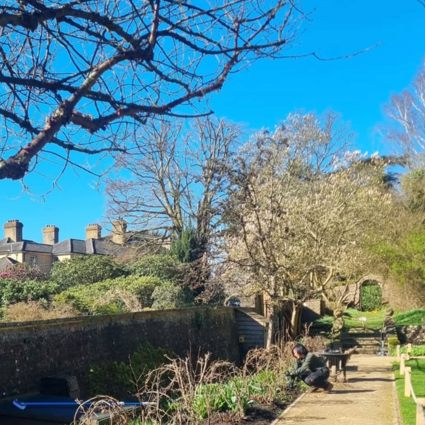 Misako twisting the peony supports this morning under a perfect blue sky. They are a natural way to protect these little beauties until they bloom in June, whilst also looking beautiful themselves. 

How lucky that we are now open, so you can spend t
