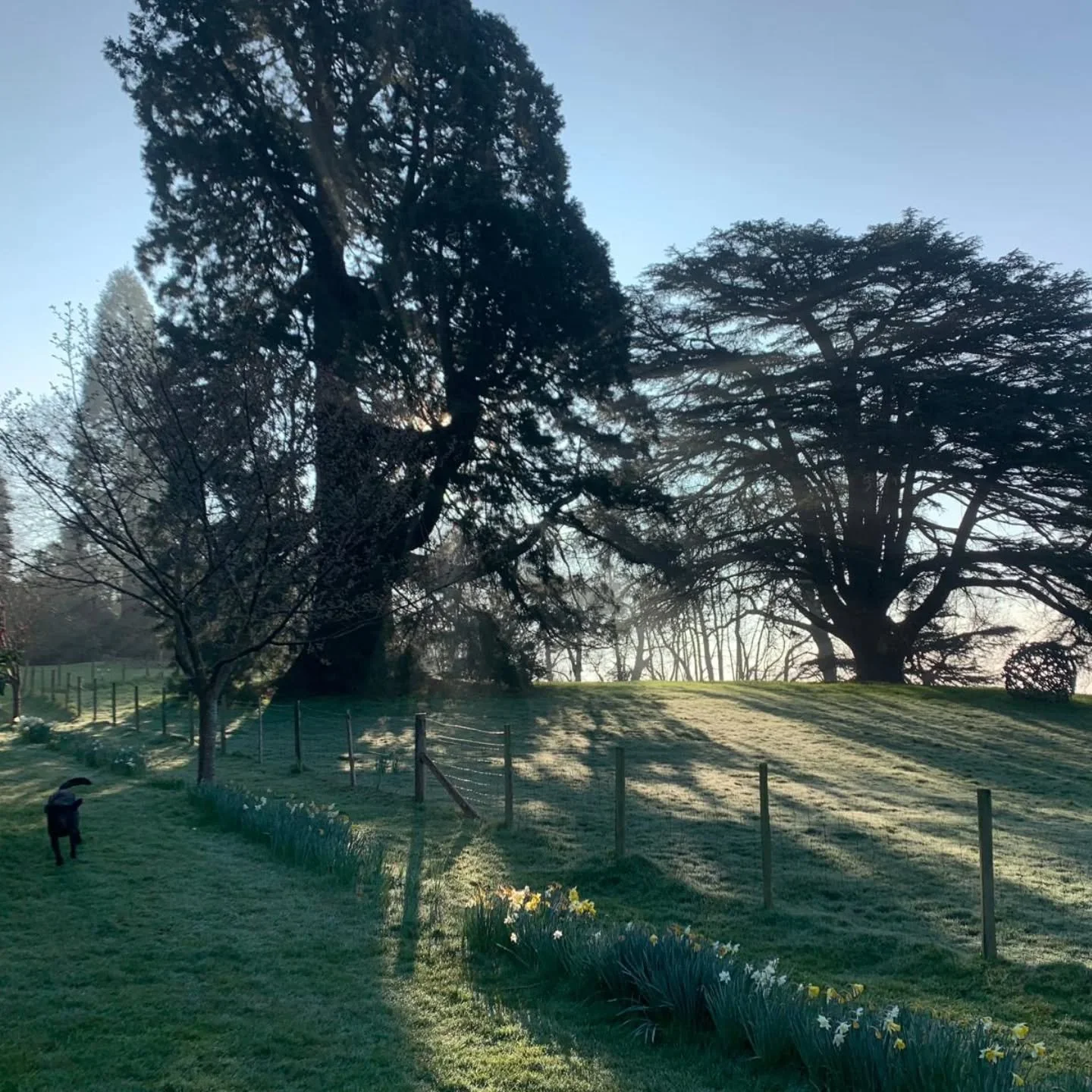 Gorgeous Riverhill morning light.  ft. Happy Doggo.

Come and get a little Sunday Garden boost x

_____________________________________________________________

#earlymorninglight #sundaysareforgardens #kentdaysout #kentgardens #daysoutfromlondon