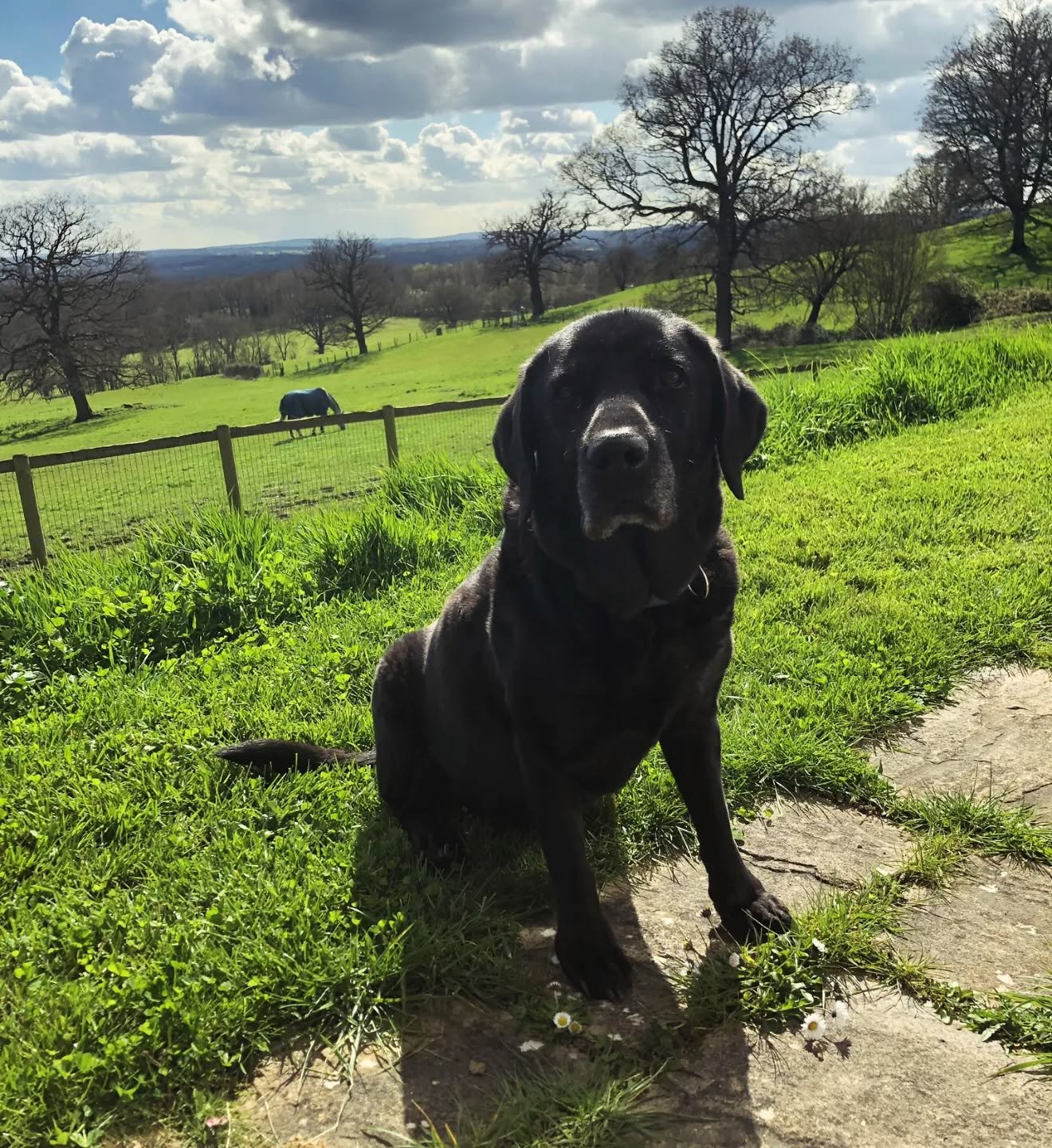 It's Troy's Birthday today !!! He is 13 years old!!! Still an absolute gentleman and a king amongst dogs.

 Here he is looking noble and enjoying some birthday sunshine. ❤️

_____________________________________________________________________

#blac