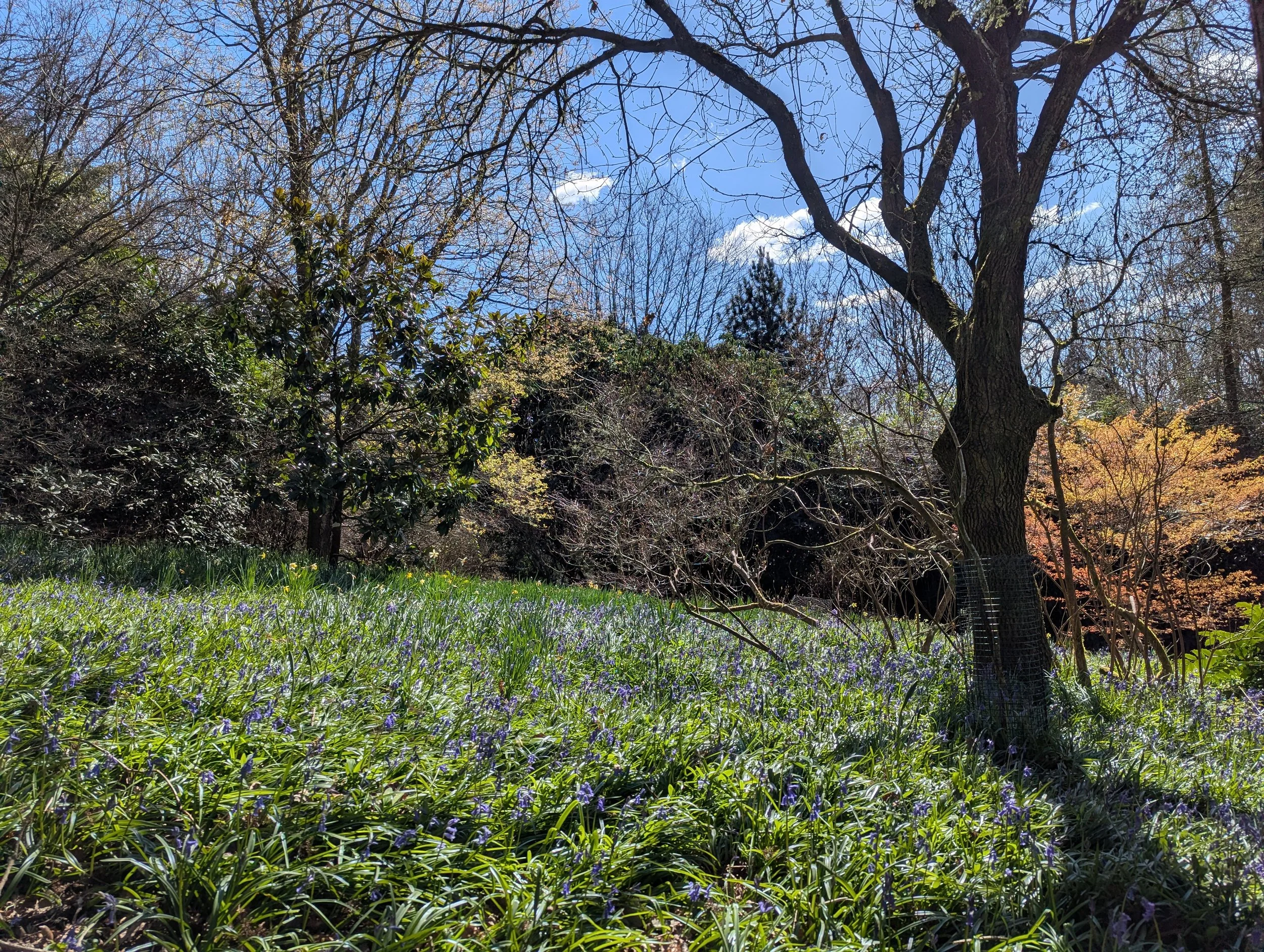 26.03.26: BLUEBELLS! Very early Bluebells are here! 