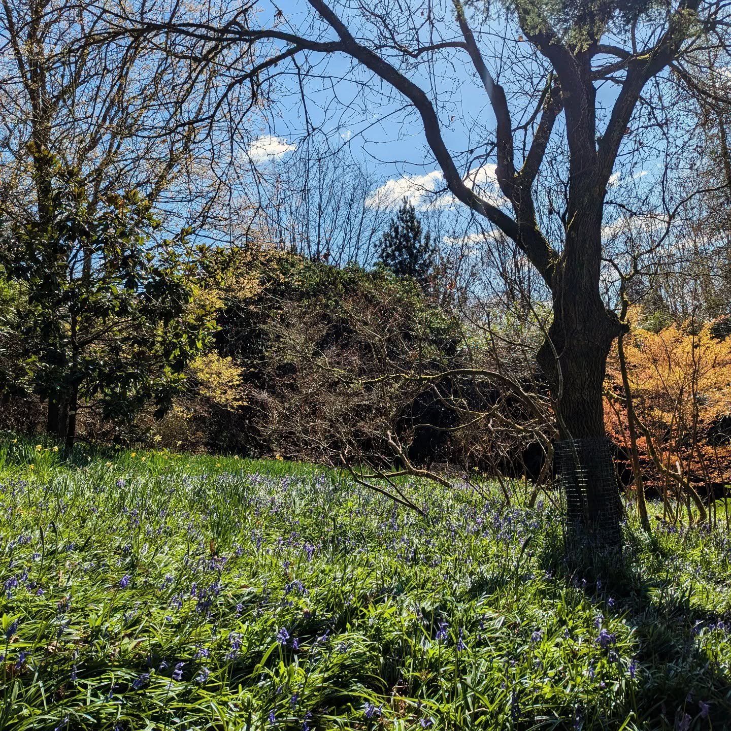 Earlier than expected, but very welcome nonetheless ! 

Bluebells starting to appear in the Wood Garden and the Chestnut Woods. Looking very fresh and gorgeous in the sunshine.

Will keep you updated on their progress so you don't miss them.

_______