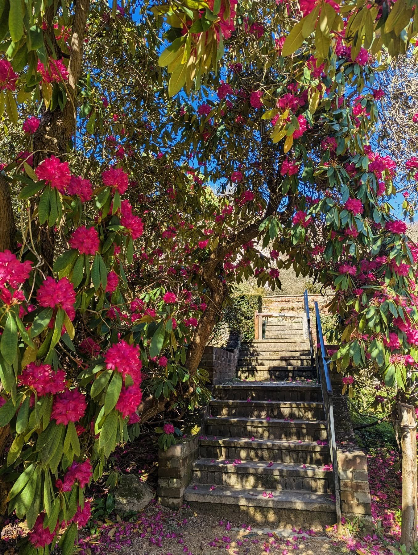 The perfect Sunday......For best results; just add coffee (@malabar_sevenoaks ), your fave people and perhaps a dog.....or two! 

Early rhododendrons now blooming, and adding colour and joy to your spring garden wanders .

___________________________