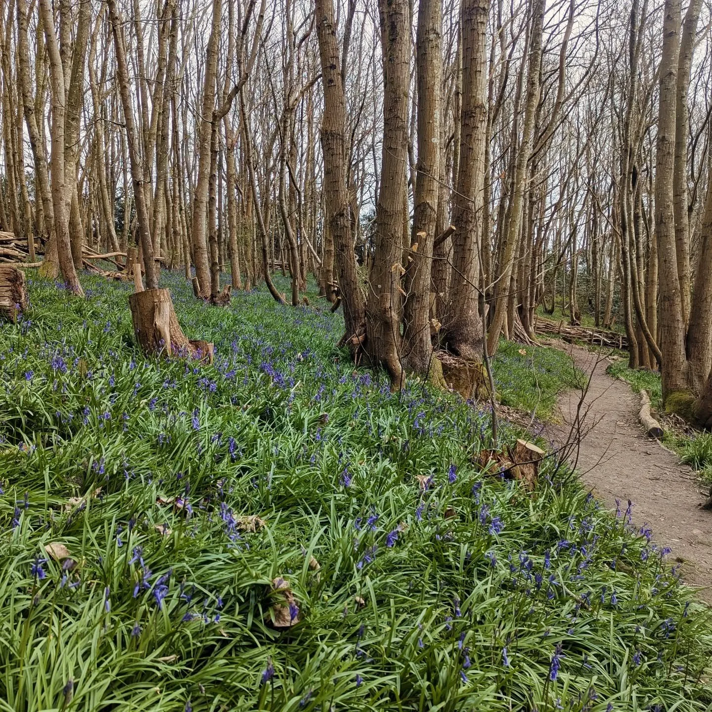 Little Bluebell update: This is our woods this morning. So not at their peak yet, but still definitely worth a wander from Wednesday.

Also: Easter at Riverhill - The Bunny Hunt starts Wednesday and runs until Easter Monday. THEN we move on to egg bo