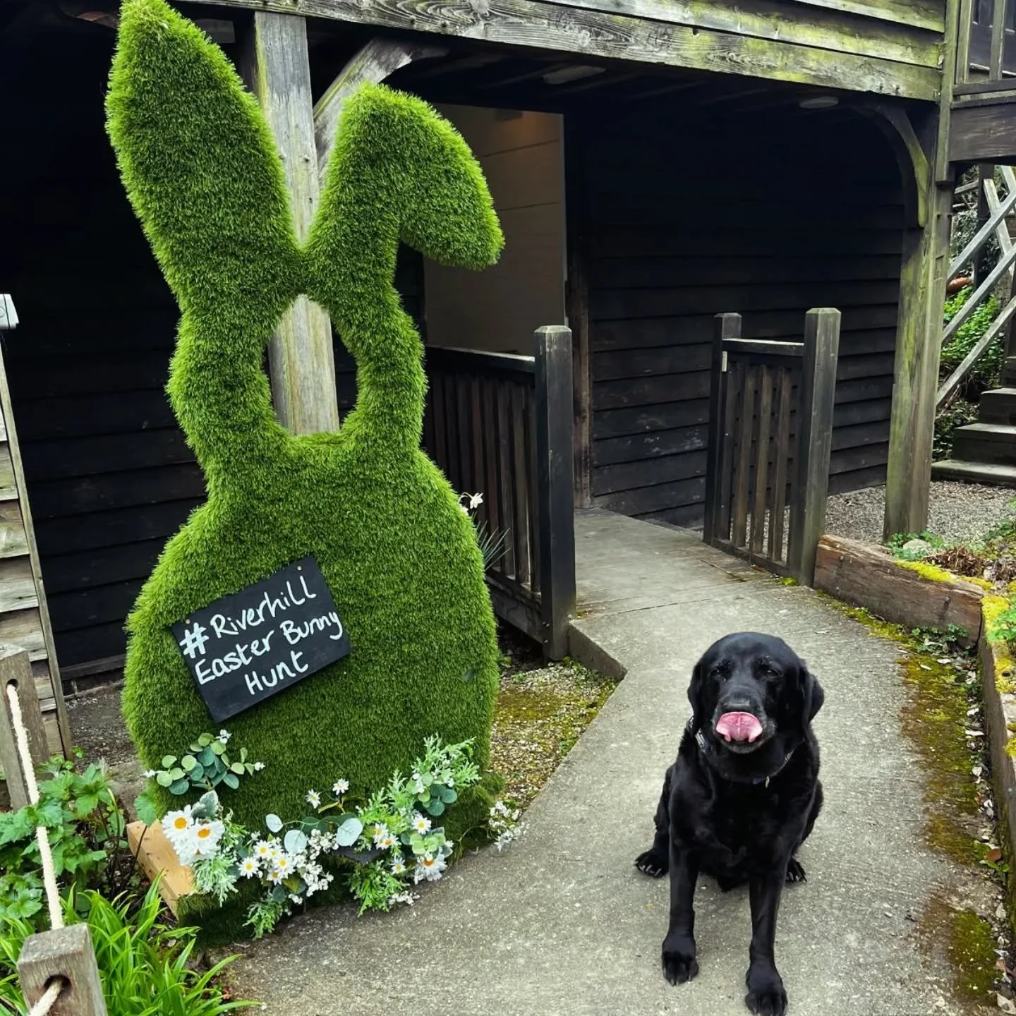 We had a very disgruntled customer yesterday.....

So;  just to be very clear; you do need to actually at least attempt to  find  the bunnies in order to qualify for treats. You cannot just turn up and demand treats and then get in a massive mood whe