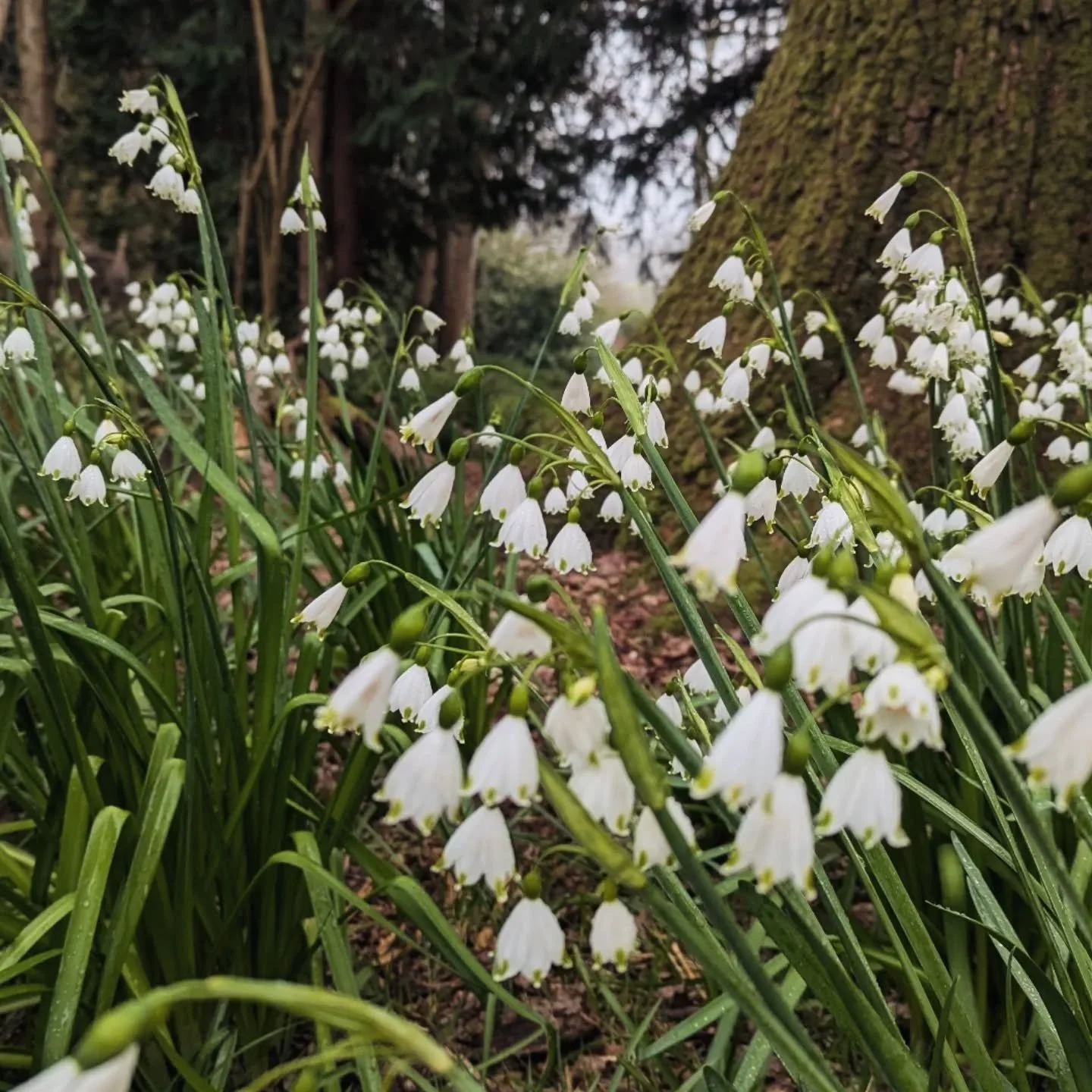 Happy Easter to you all x today looks like a perfect Bunny Hunt day !

We are open today and Easter Monday.

Don't be put off by the road closed sign at the bottom of Riverhill, access is fine. Nothing will come between you and those bunnies !!!

Hav