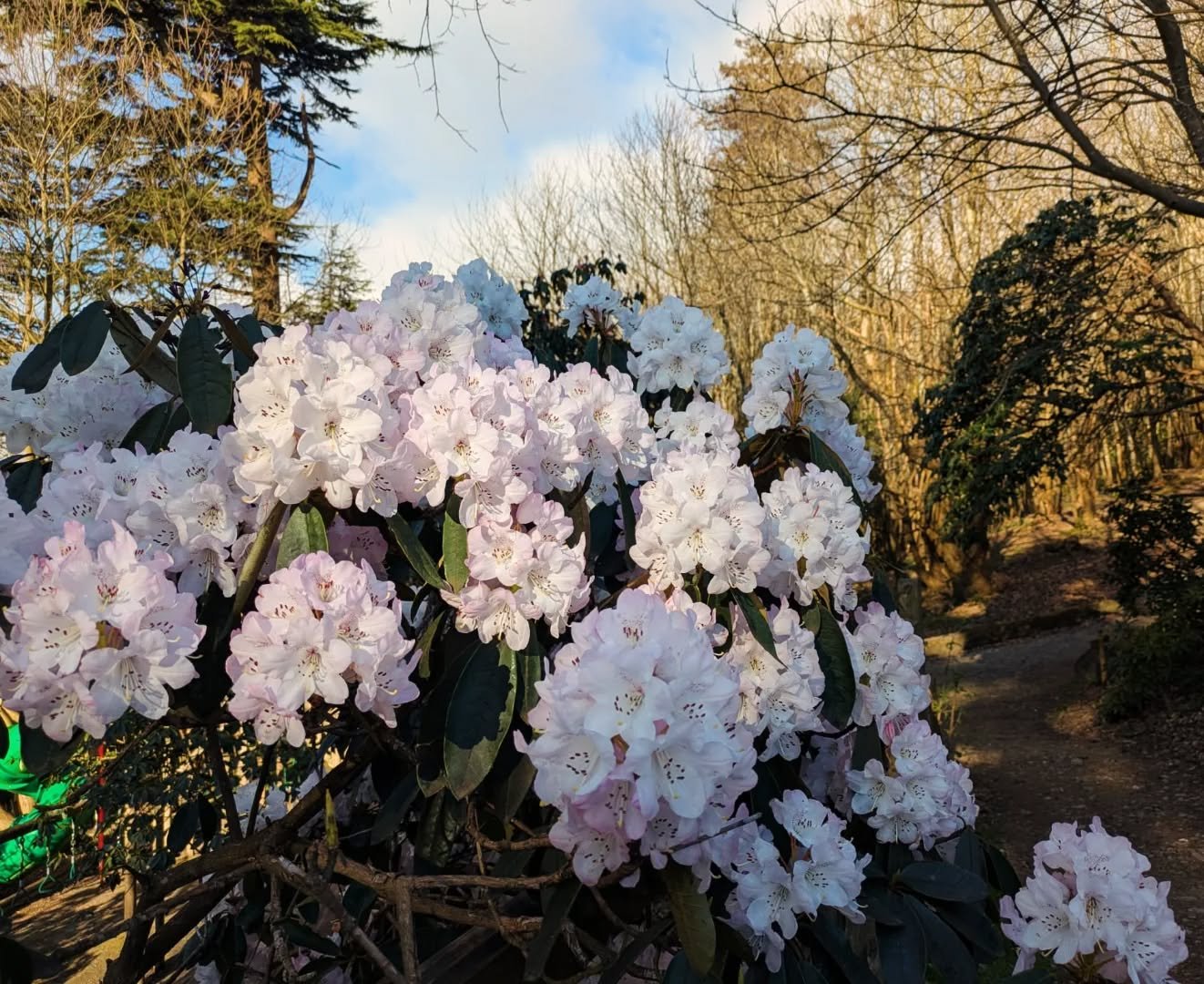 Easter Monday: We are open 10-5. Final day to find those pesky bunnies 🐇🐇🐇

So much beauty to be found  in the gardens too. These early rhododendrons are just outside the play area. The camelias by the boat swing are also spectacular this year, th