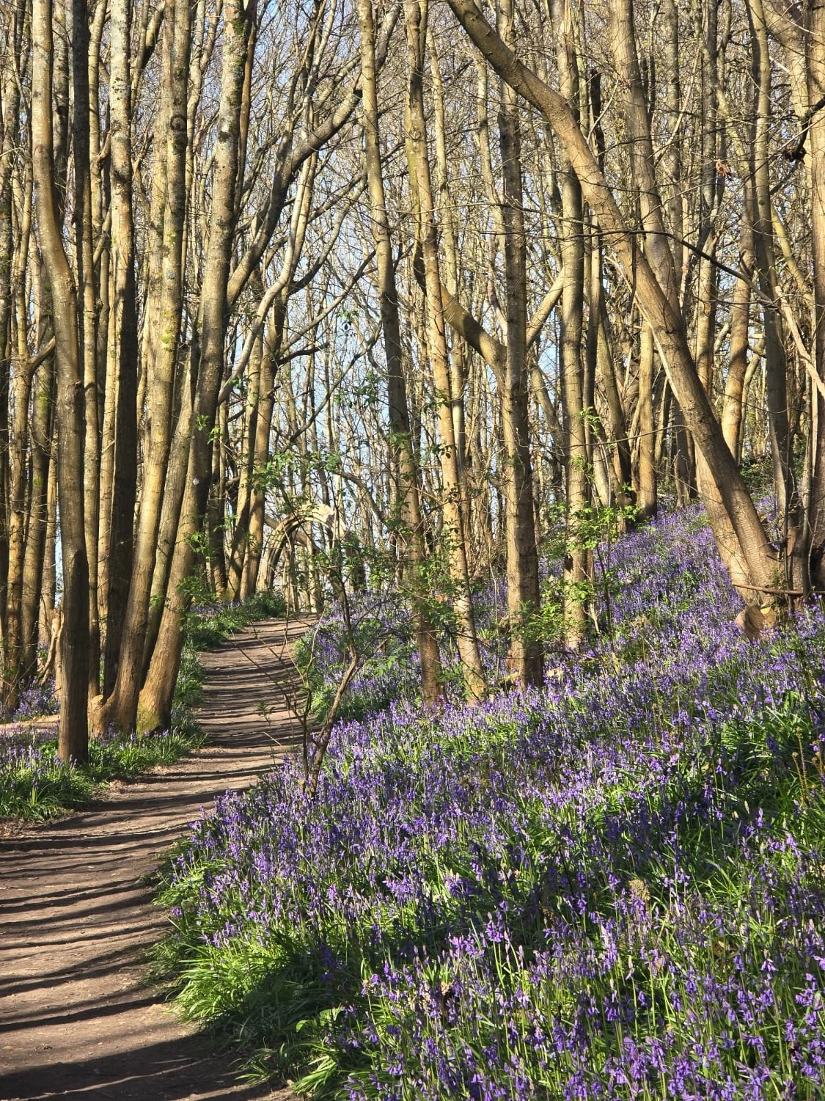 07.06.26: Bluebell Update - Looking lovely