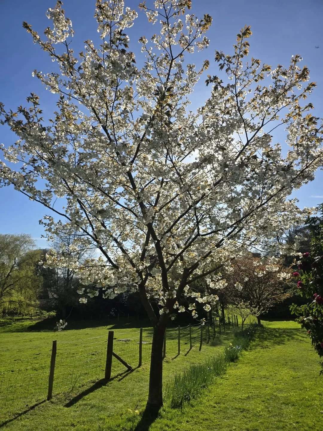 Thank you so much for such a lovely Easter long weekend!

We are closed today (Tuesday) and are busy de-bunnying and setting up for EGG BOX MASK MAKING in the tipi. Which runs 8th - 19th April ( Wednesday to Sunday).

As always; our craft activities 