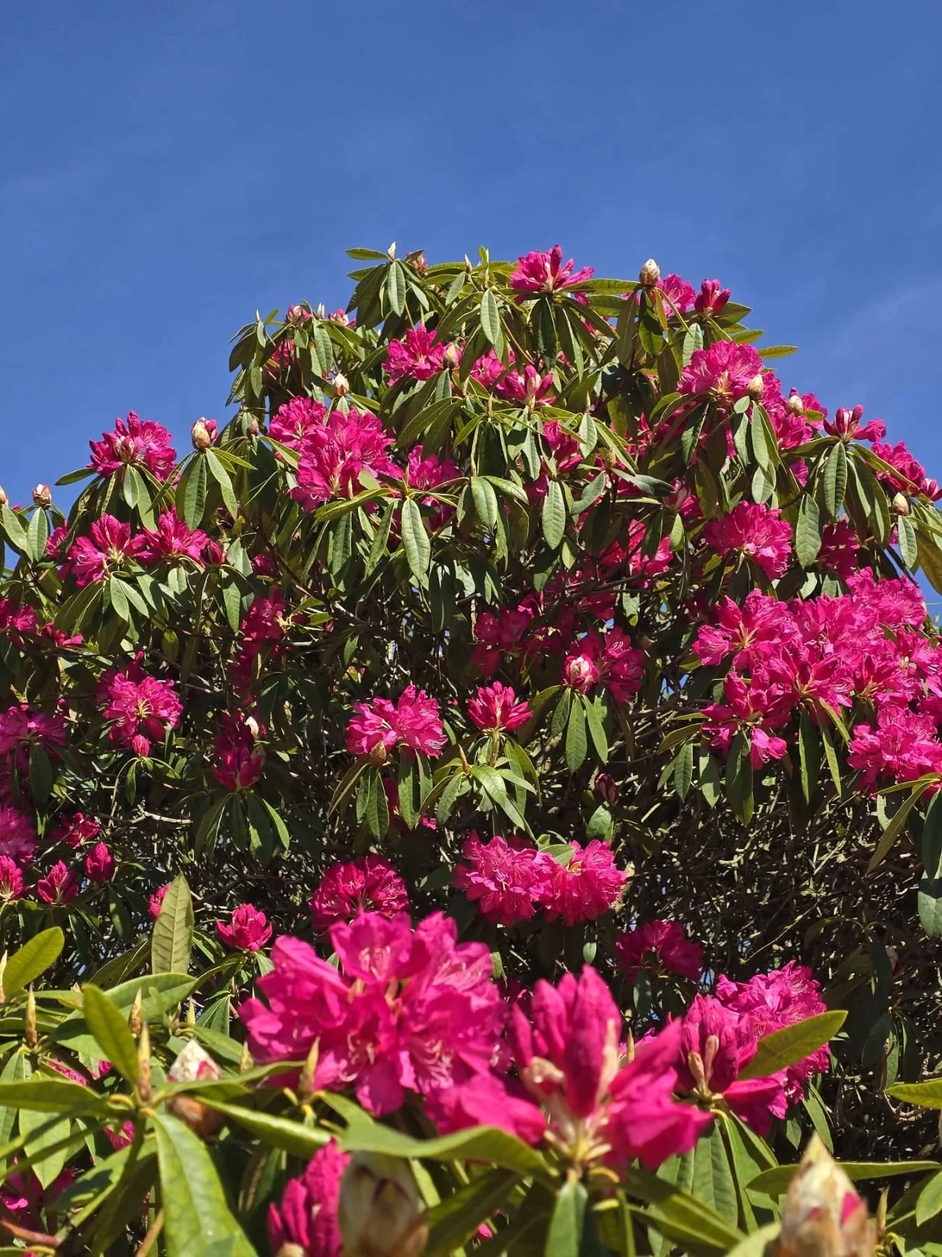 Early rhododendrons under a pure blue sky. Throw in some creative mask making, a yeti, some epic views and  an excellent coffee and you have all the makings of a really lovely little day! 

____________________________________________________________