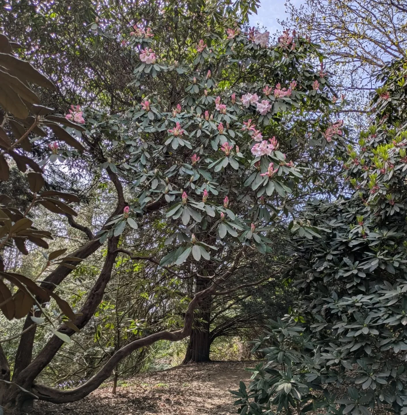 Rhododendron King George is starting to flower very early this year. Looks stunning. There is so much to enjoy in the Gardens right now, spring is really treating us this year!

Easter egg box mask making also continues in the tipi. Pop in for a spot