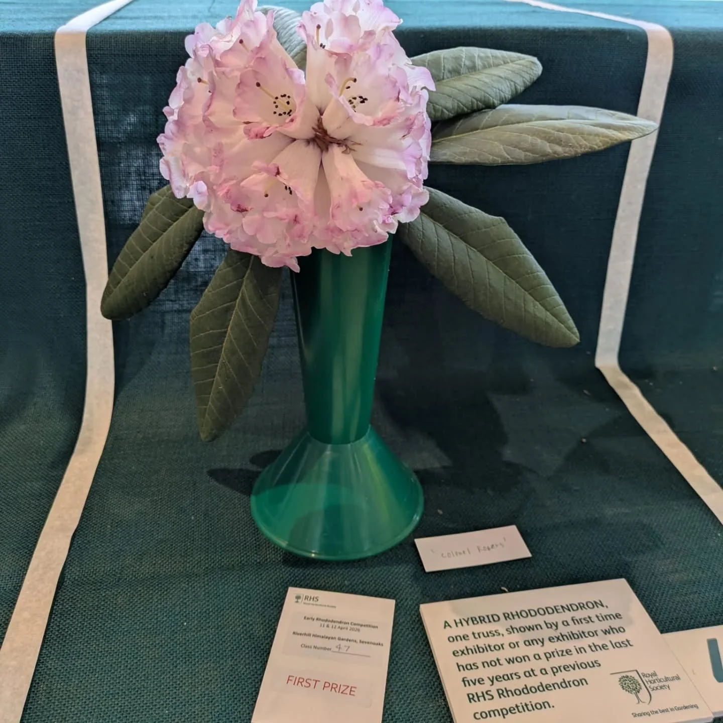 Misako took the Colonel on a day out at the weekend, they went to @rhswisley for the rhododendron competition. He was exhibited in three different categories and got first, second and third prize in each!

Come and salute him next week, he's looking 