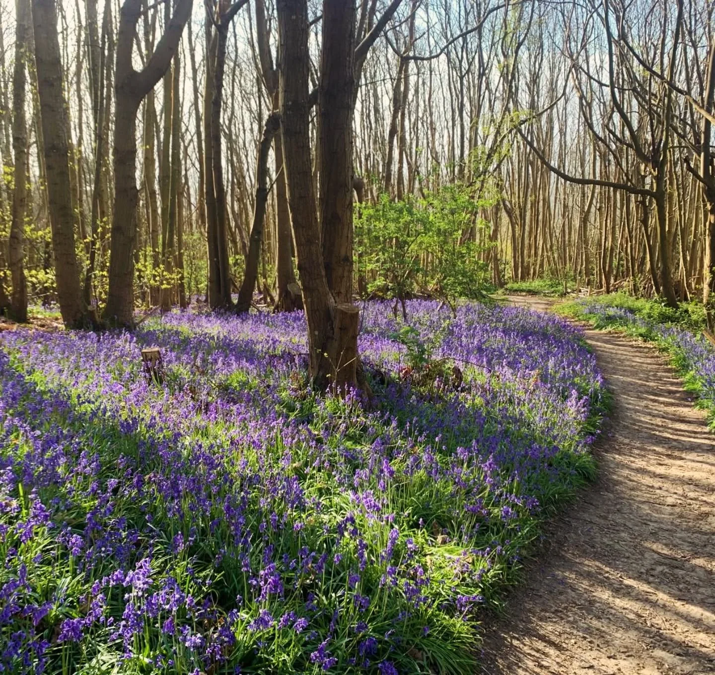 We are so lucky x

This week: Egg box mask making 10-4 in the tipi, early bluebells, rhododendrons, magnolia, daffodils and primroses. Just a total treat for the soul!

Next week 2 weeks: The Bluebell Festival - extra lovely loop of bluebell goodness