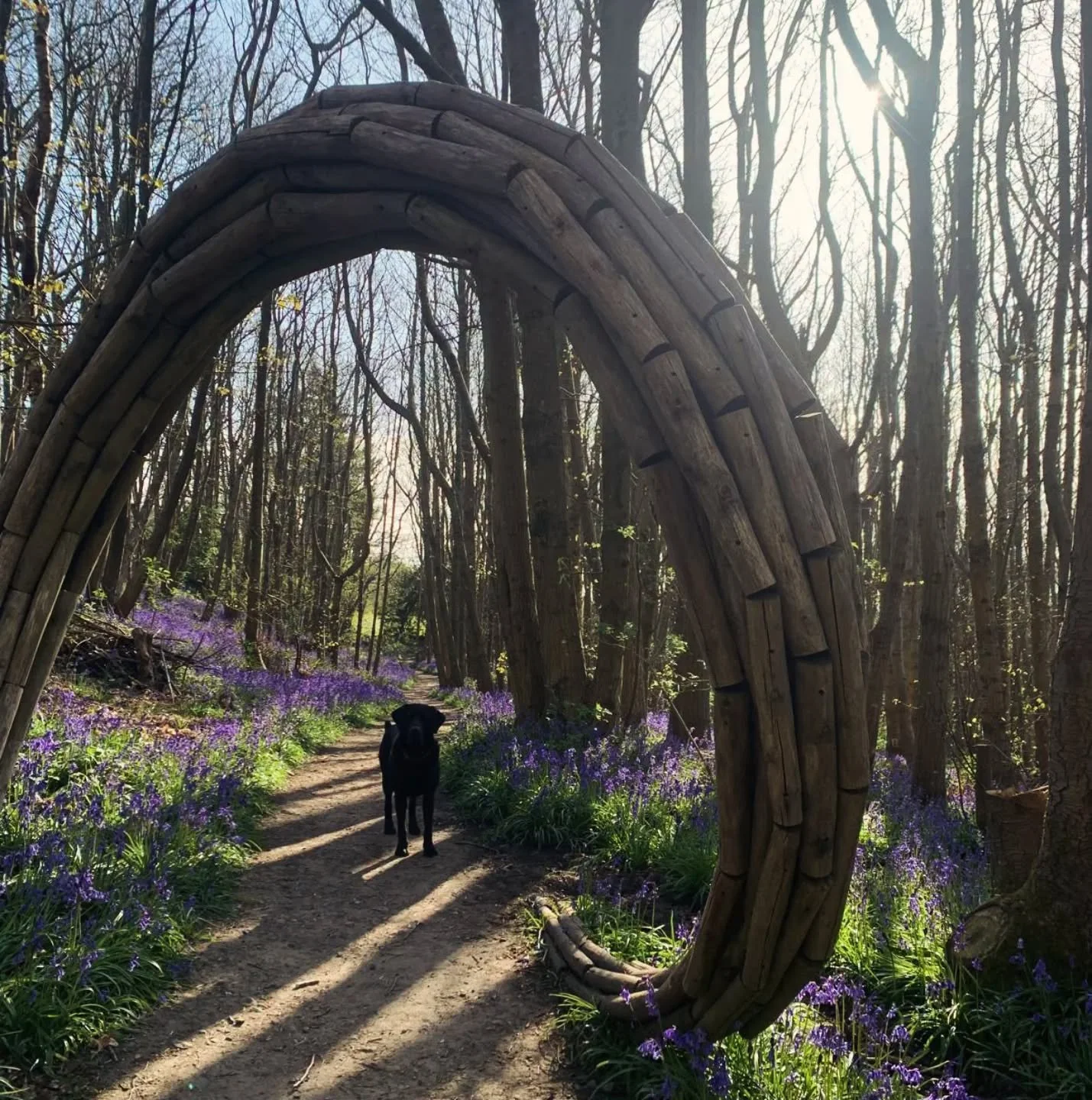 Happy Saturday friends ! Come and get some garden goodness x

#bluebellwood #bluebellskent #sevenoaks #kent #kentgardens