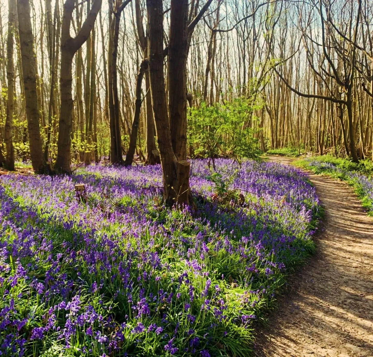 It's wafting and wandering through the bluebells time guys!

Our Festival runs 22nd April - 4th May.

You can enjoy beautiful walks through our woodland. This picture was taken on Sunday, they really are looking perfect!

Our additional bluebell loop