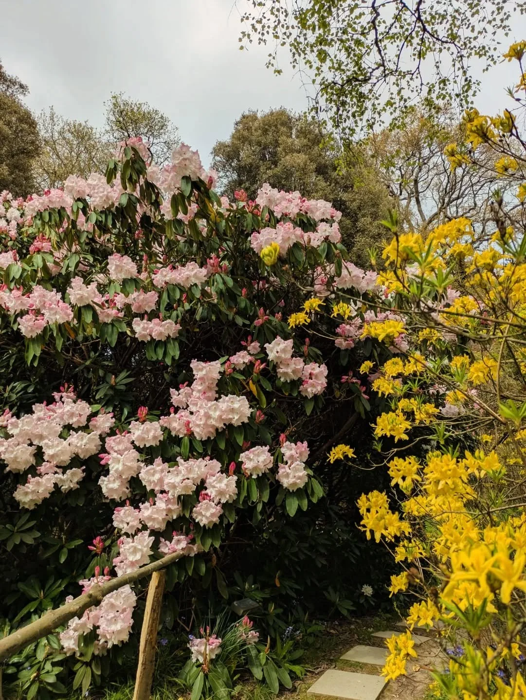 We are having a lovely garden week....The Bluebells are looking perfect, the craft fair is full of wonderful, handmade treats and the rhododendrons are also having their moment..... King George 's sister (brother?) Rhododendron loderi 'Sir Edmond' is