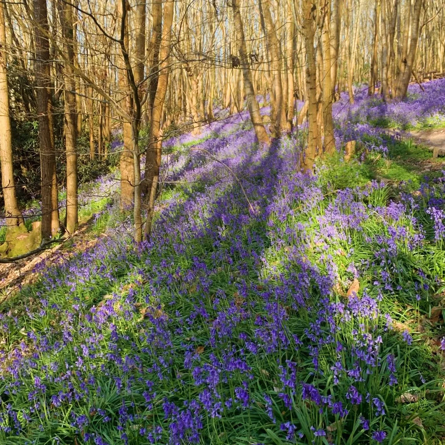 Bluebell update: Now is the time friends....

A weekend in the bluebells is calling x

____________________________________________________________

#bluebellfestival #bluebellskent #sevenoaks #kent #stepintotheblue