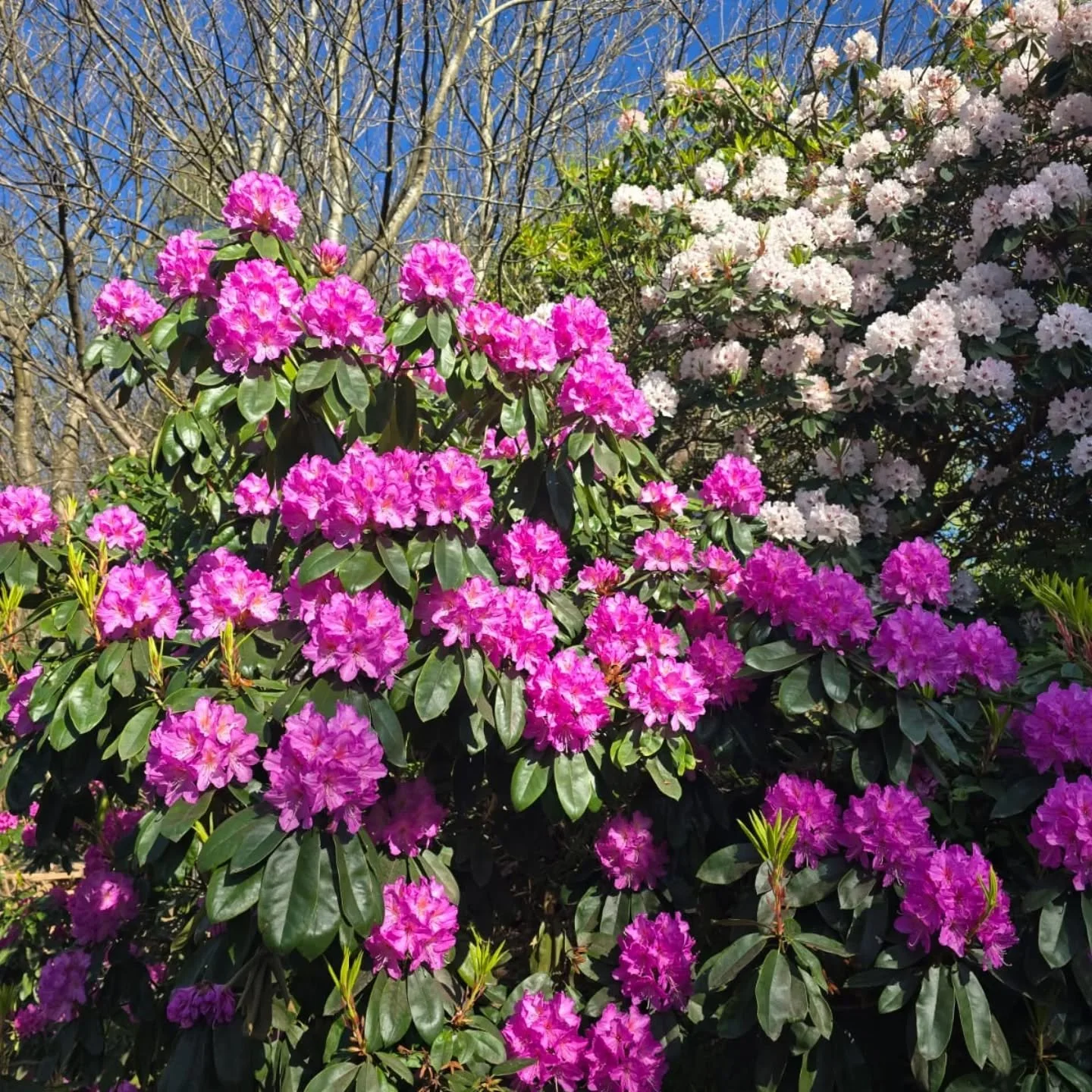 It's Sunday and the Gardens are calling ! 

Bluebells, rhododendrons, extra bluebells, delectable craft fair full of hand made goodies, assorted garden delights, epic views, excellent coffee, proper ice-cream, a yeti, and you can bring your dog.

Hap