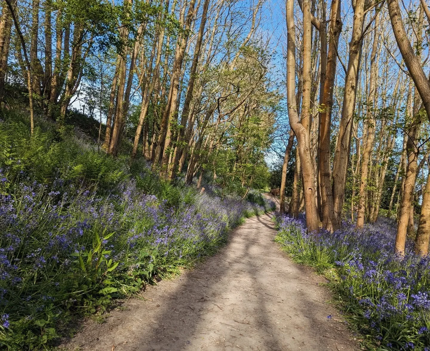 Up in the woods today....The bluebells now may be past their peak but so beautiful still. I would say worth seeing, but come Wednesday or Thursday 

Rhododendrons and azaleas are looking so magnificent, very excellent time to see them.

Beautiful blu