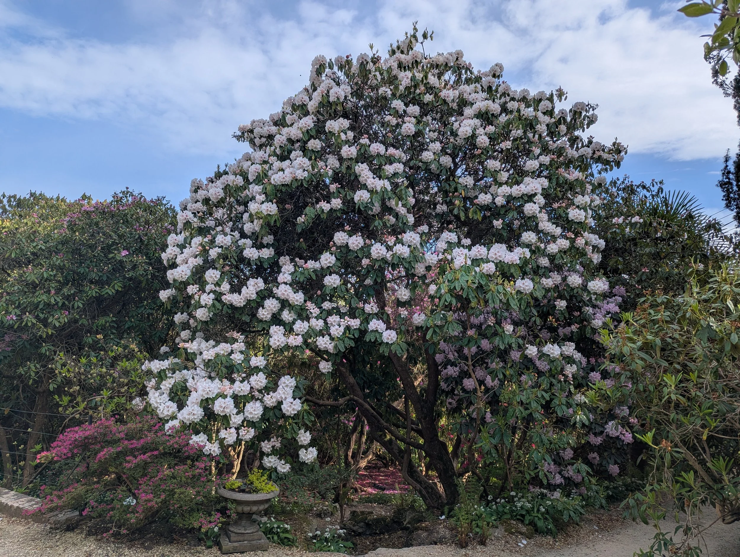 The Rhododendrons and Azaleas are blooming...