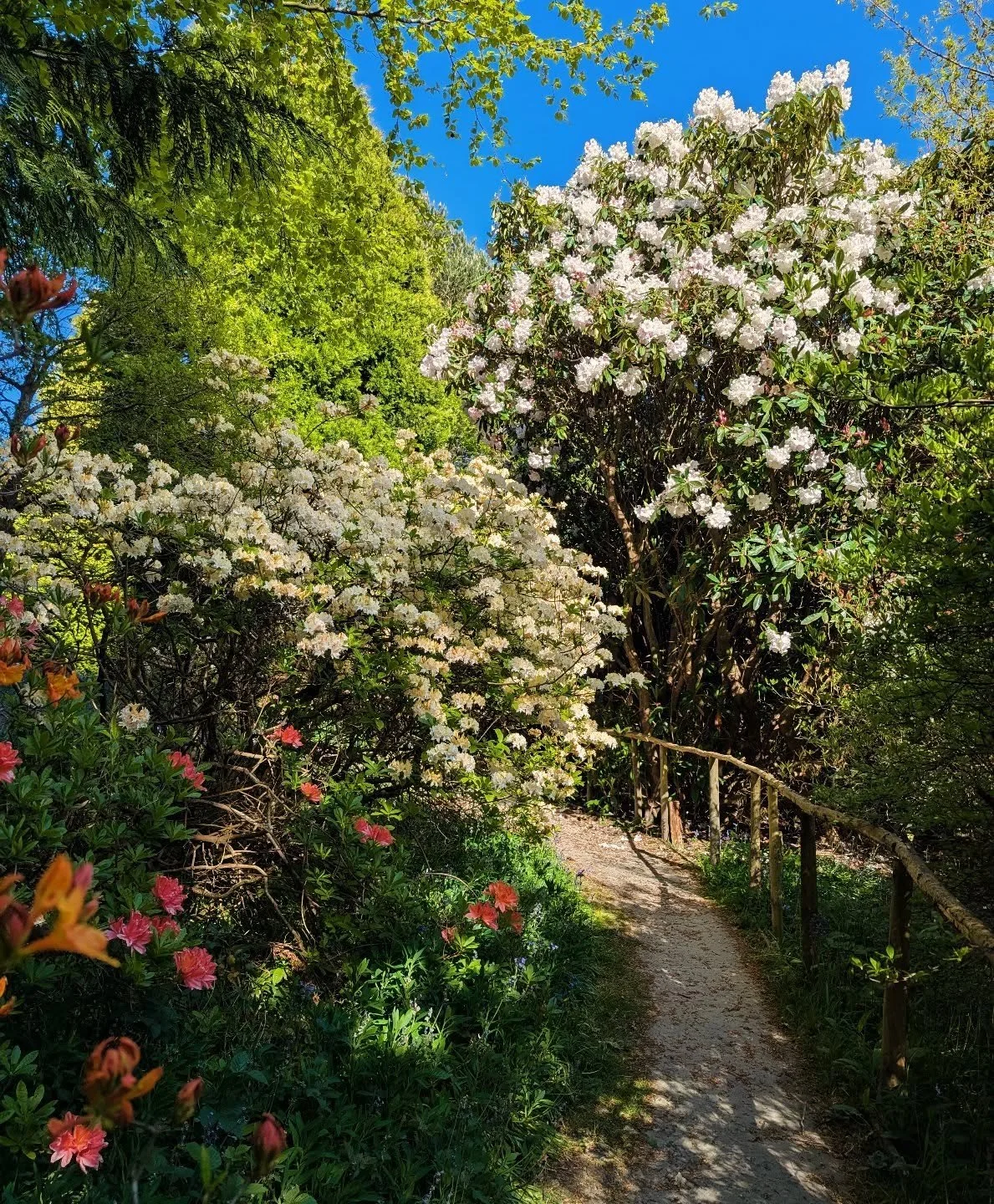 It's time to head into the Wood Garden friends. The azaleas and rhododendrons are looking AMAZING!!!

The beautiful craft fair is on all this week, including bank holiday Monday. Everything is hand made by local artists from @artspringallery and it's