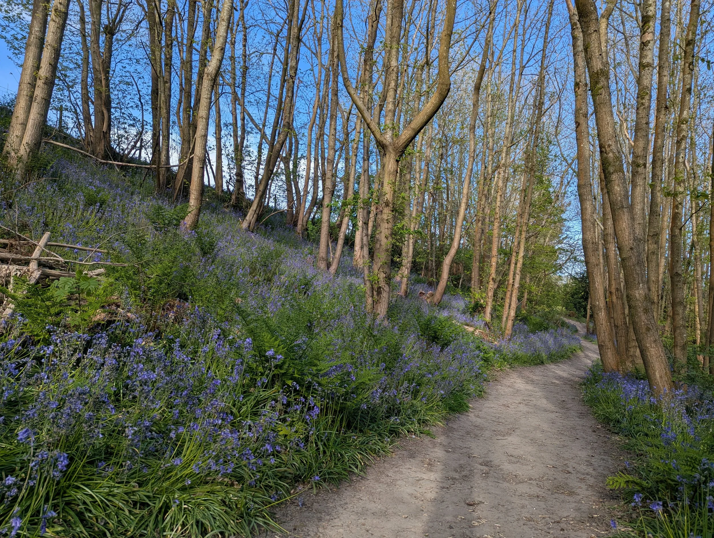 Bluebell update: Past their peak but still beautiful for a wander through