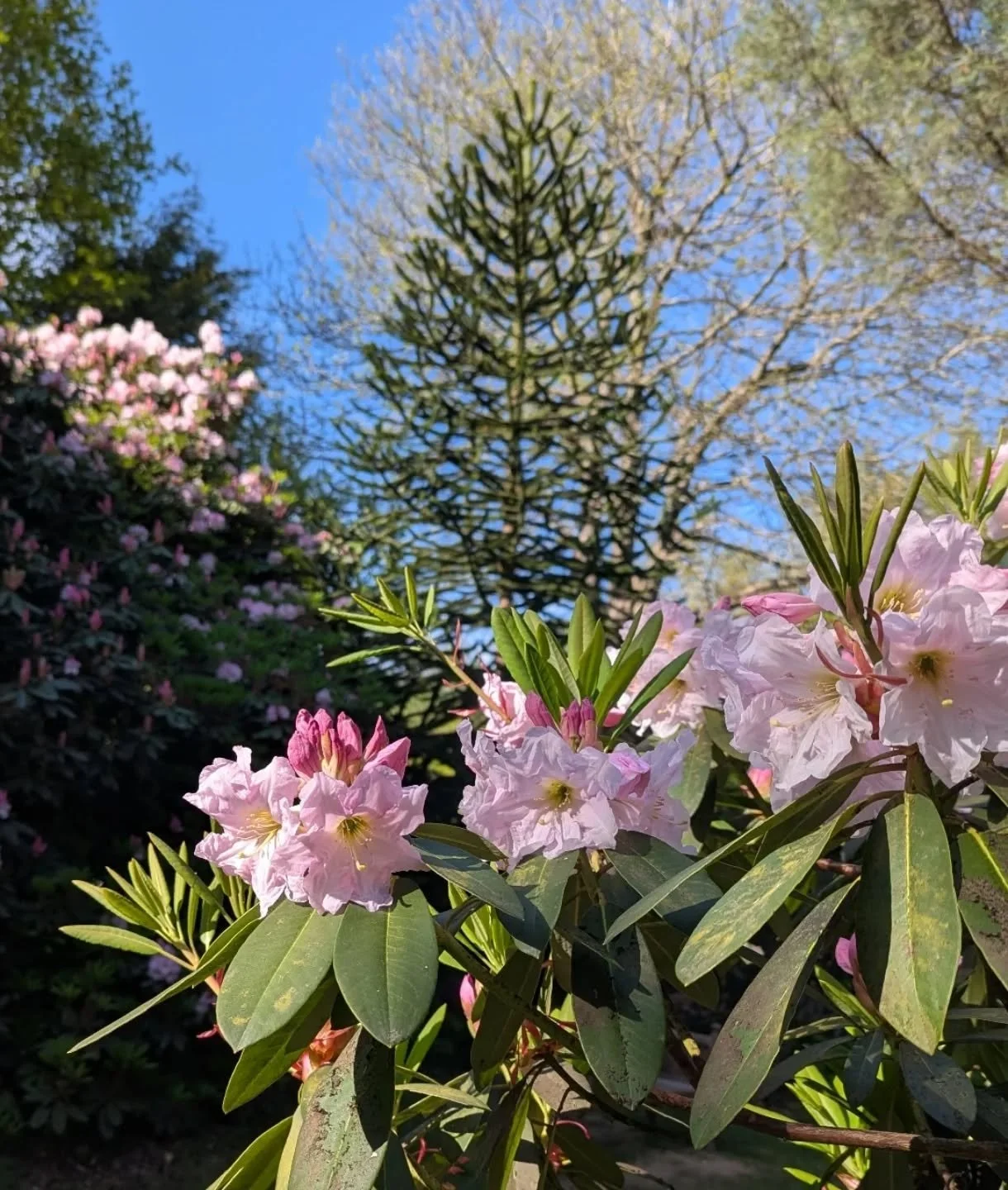 Absolute scenes in the Wood Garden #nofilter 

#rhododendroncollection #rhododendronseason #rhododendronsinbloom #sevenoaksgardens