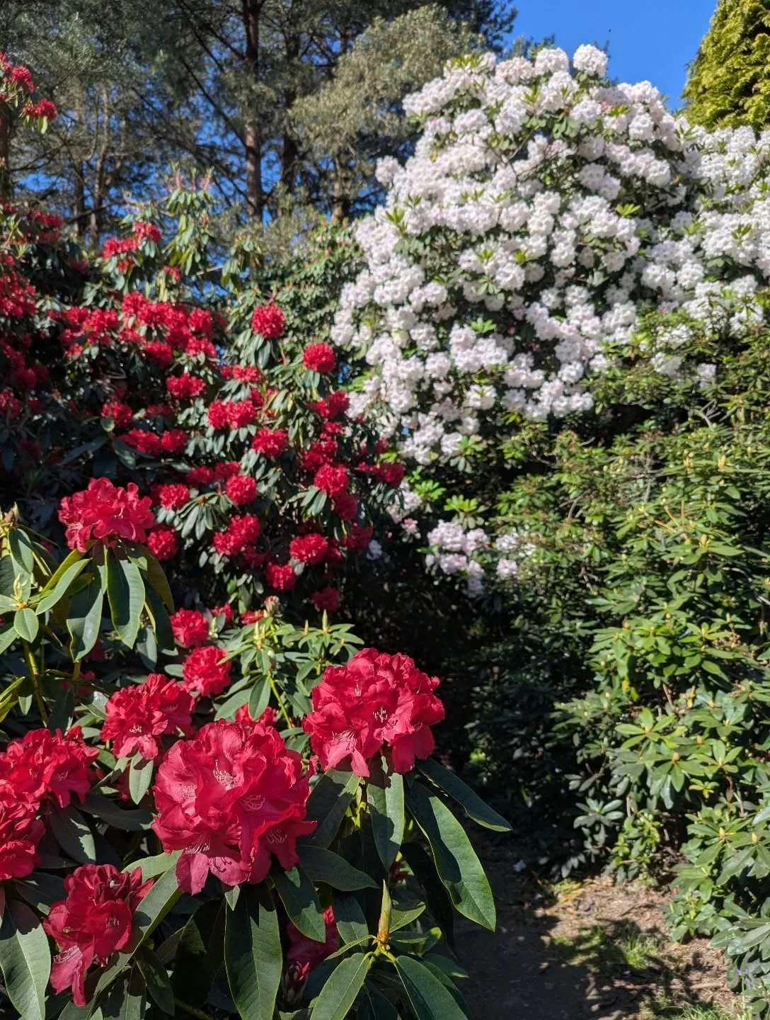 Friday ! The Wood Garden currently looks like this, under a beautiful pure blue sky.

Bluebells:  very dusty now, their moment has passed sadly, but we are consoling ourselves with all these rhododendrons and azaleas and sunshine and chirping birds a