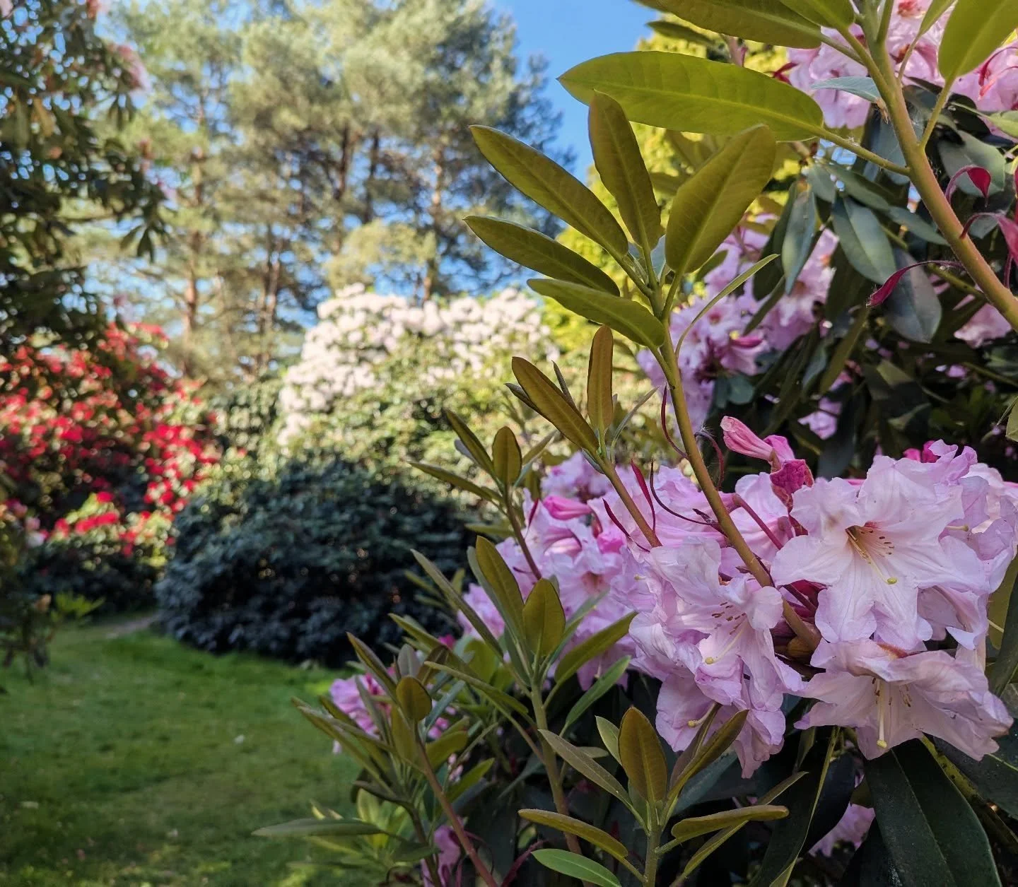 It's Saturday, it's sunny and you are at the start of a three day weekend. The rhododendrons and azaleas are so, so beautiful, the craft fair is on, the Cafe has coffee and ice cream and everyone is in a very happy mood! 

Come and join us !!! 

#rho