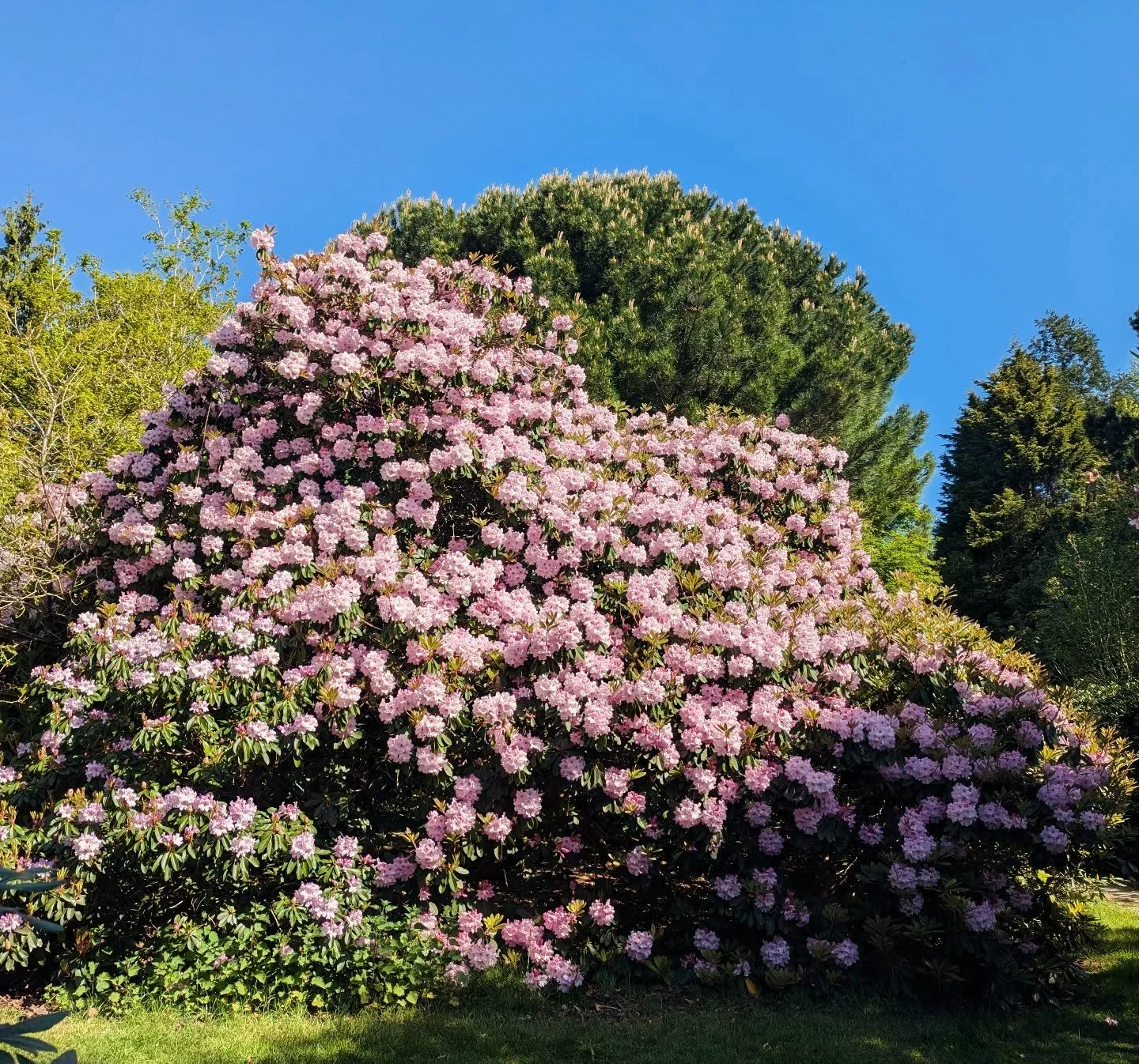 No work Monday ! What a treat...We are open 10-5.

 Last day to enjoy the wonderful craft fair and to wander the St Julian's woodland loop.

Come and enjoy the rhododendrons and azaleas, they are magnificent. 

Picnics welcome, Coffee, ice cream, a  