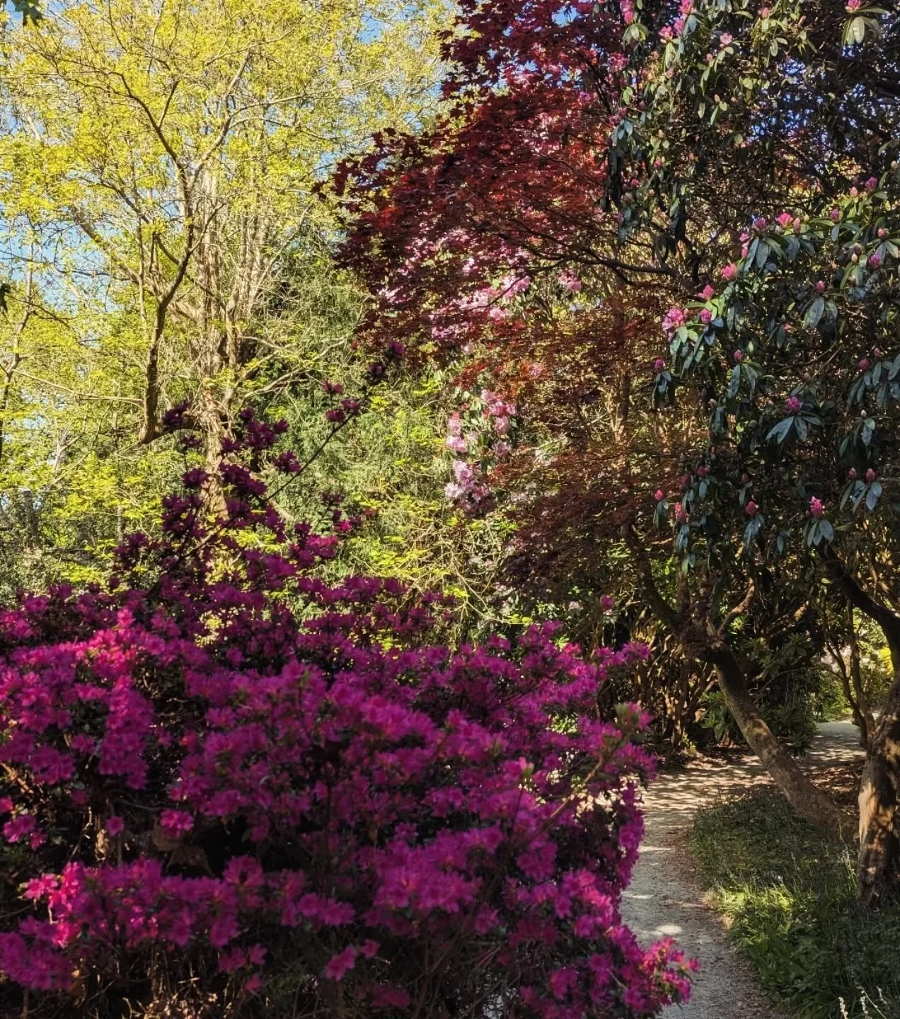 Come and lose yourself in the Wood Garden for a bit today....It's our first @nationalgardenschemekent day of the season. All entry takings today are donated to this excellent charity.

A lovely day out for you, a lovely donation to them. 

#ngskent #