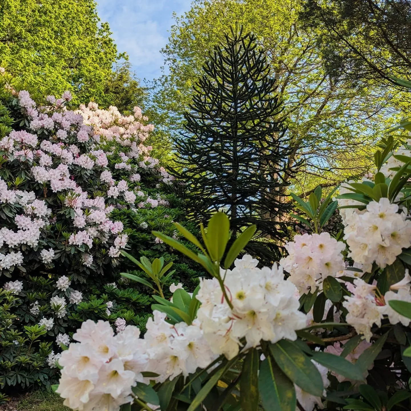 Rhododendron update: come NOW !! It is the perfect time to enjoy the wood garden. The rhododendrons and azaleas are PERFECTION. 

We are your weekend destination ! Cancel all other plans ! 

See you in the Wood Garden 

#rhododendrongarden #rhododend