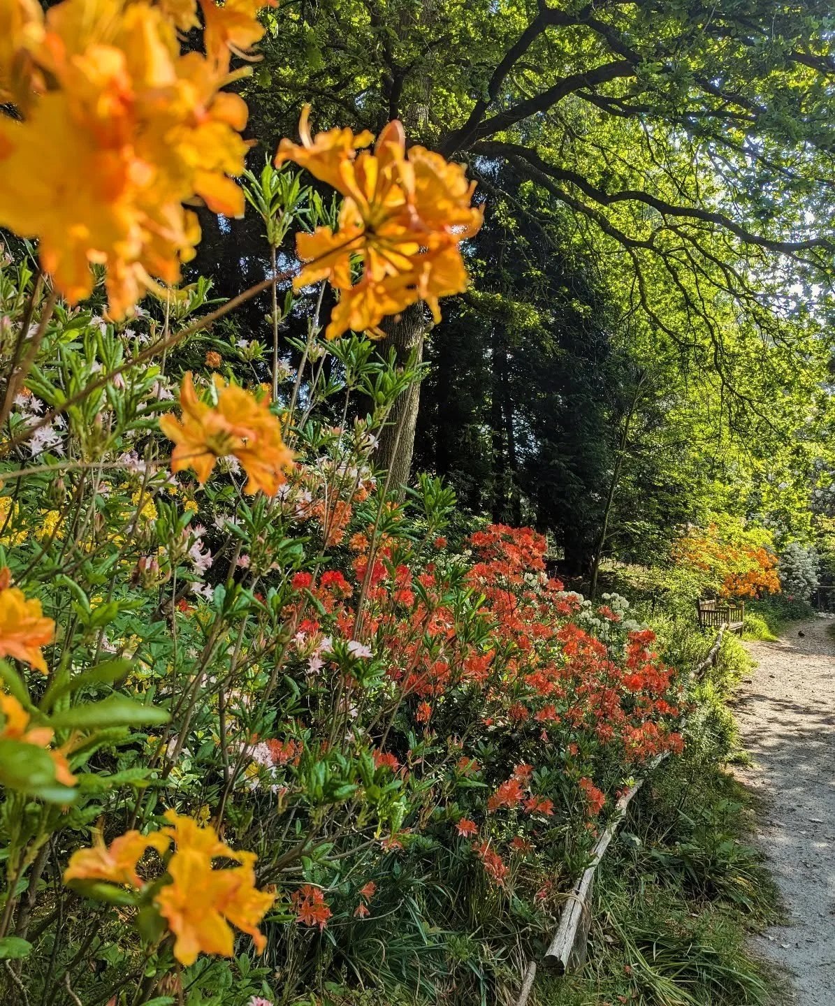Sundays were made for this and only this 🧡💛🧡

#sundaystrolls #kent #sevenoaks #perfectsunday #visitkent