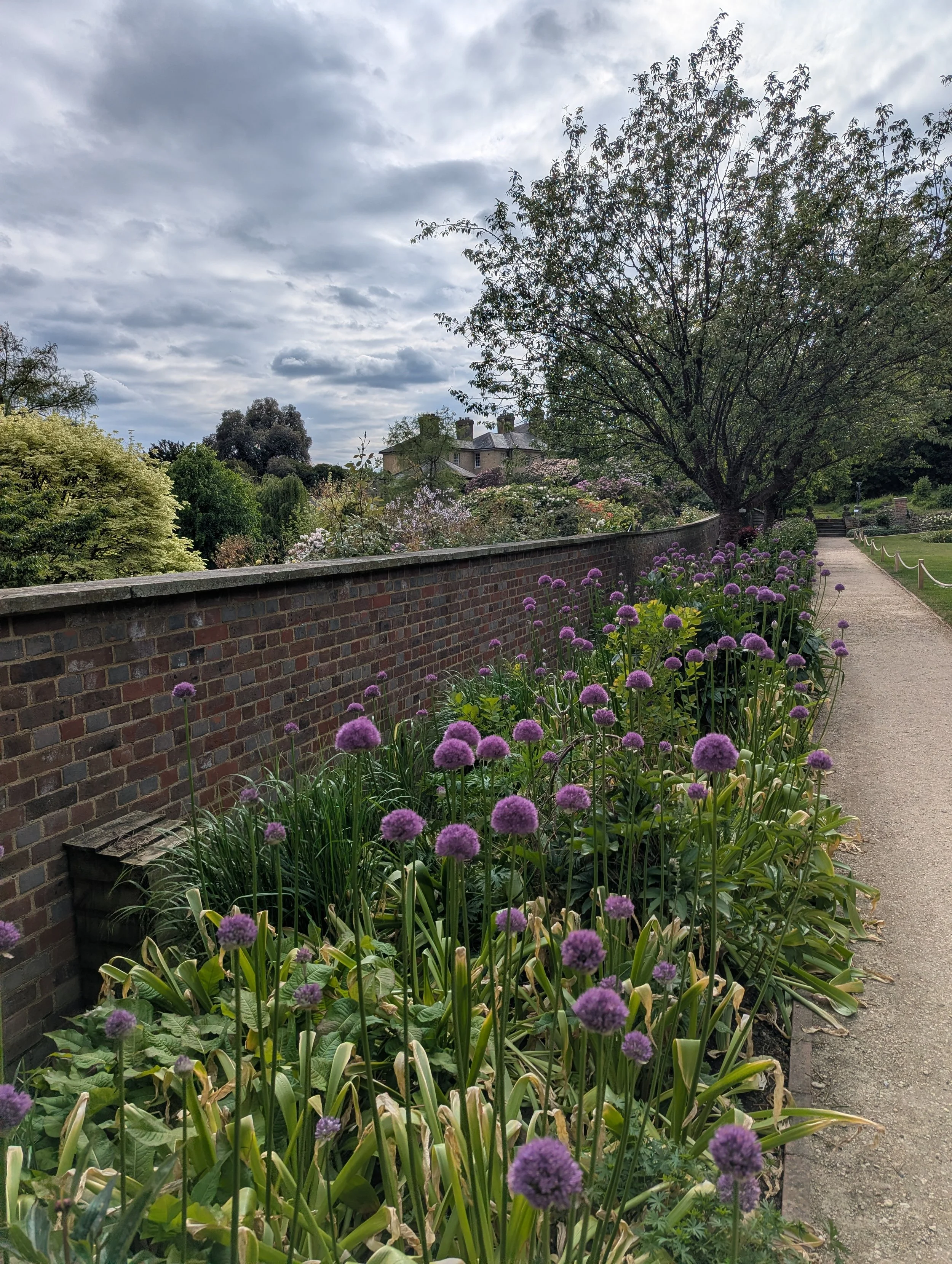 Now Blooming: The Alliums in the Walled Garden!