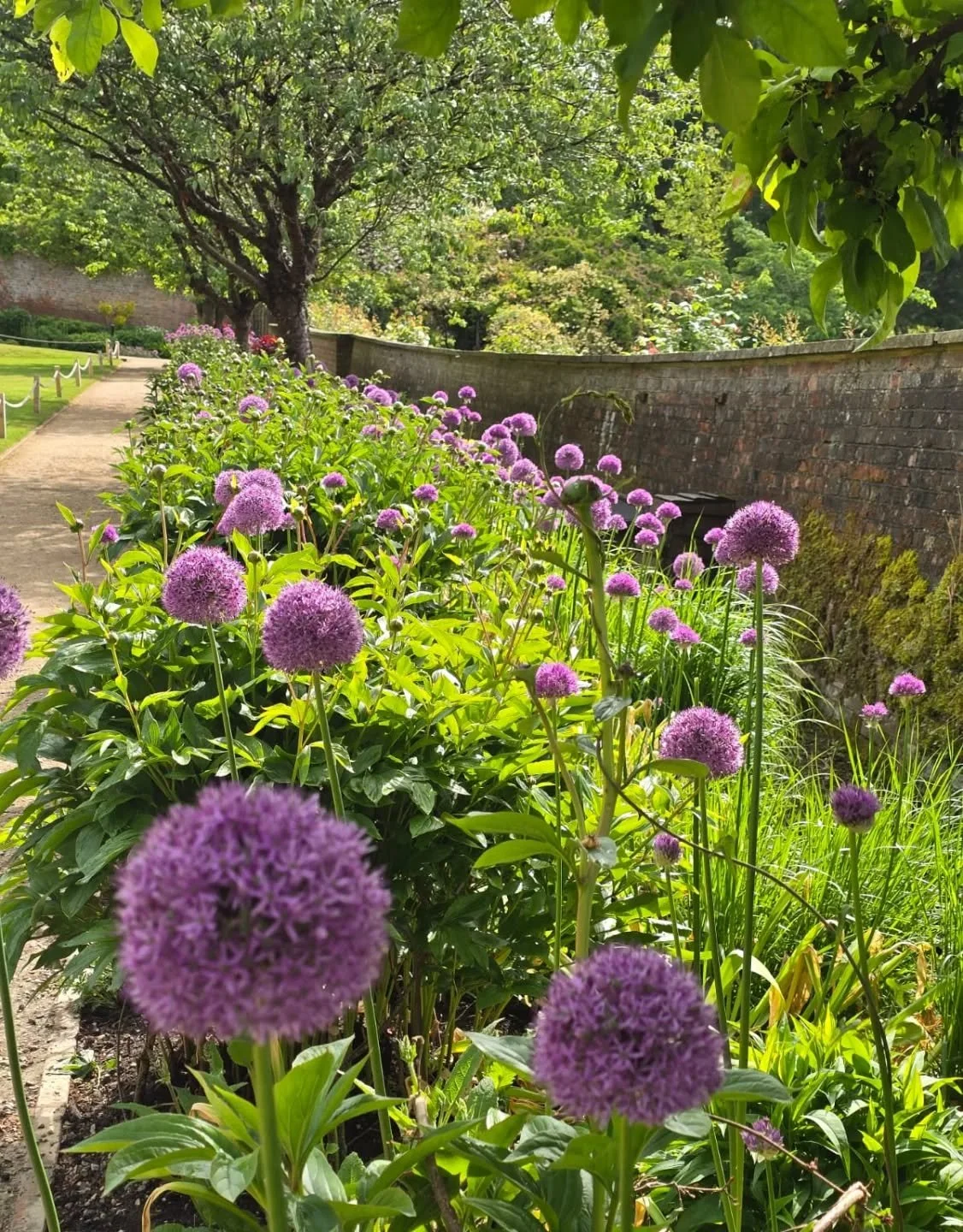 Welcome to your long weekend !!! Peg pal making in the tipi, alliums in the Walled Garden, the Potager is exploding with life and colour, first roses are out, the Rock Garden is shady and luscious, sculpture trail to enjoy, woods to wander in. We are