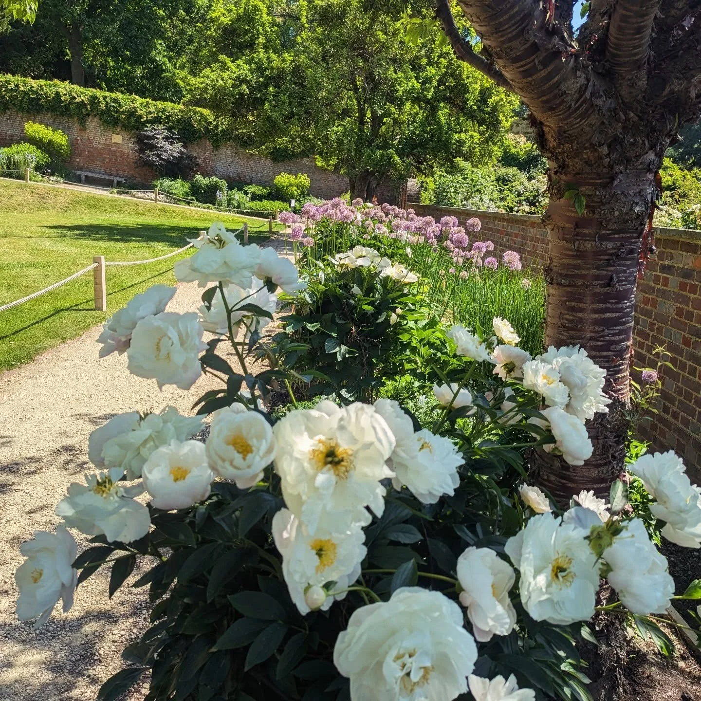 Haven't been here since Friday....It's like coming back to a whole new Garden! 

Peonies are coming through now. The climbing roses in the Himalayan Hut are blooming, the potager is just full of delights, the huge poppies are blooming and the wild fl