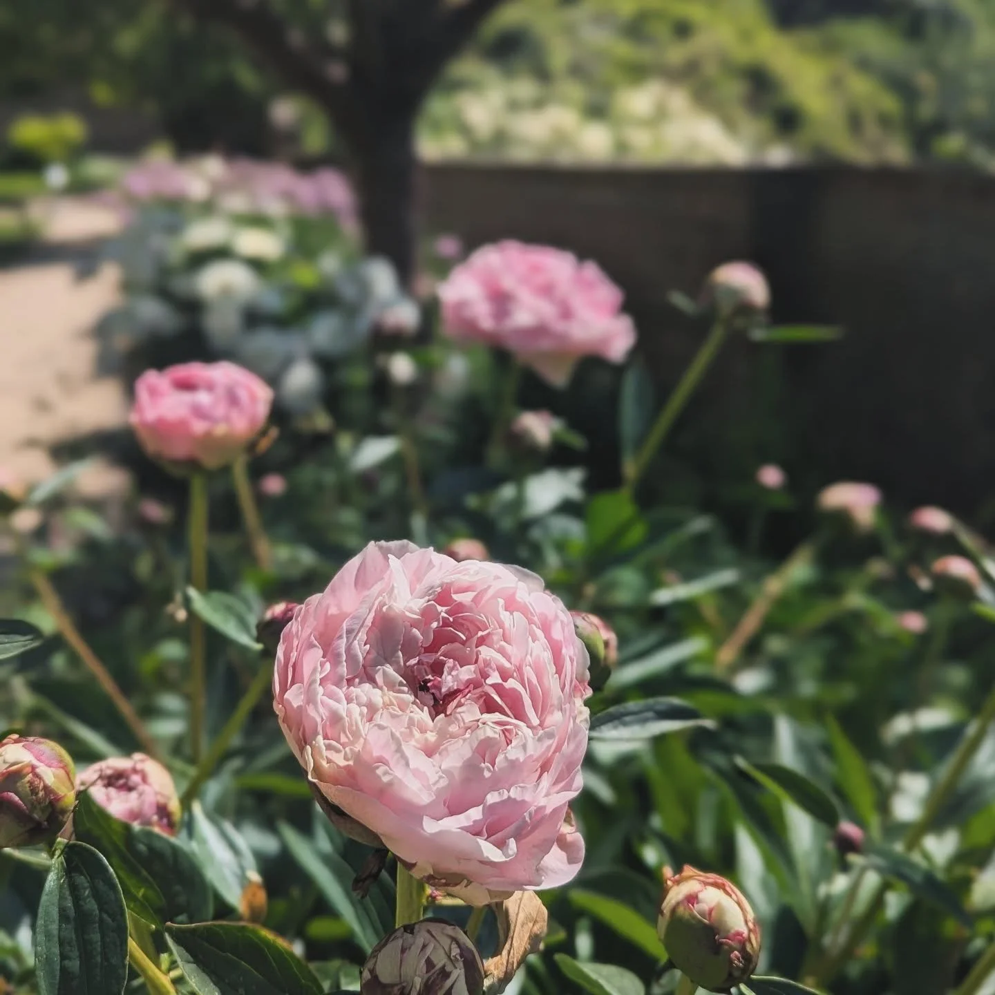 Shade hopping and taking it VERY slowly today. 

There is a rushing ban in place across the Gardens ! Mooching and lolling only please.

#peonyseason
#shadeseekers
#sevenoaksgardens #wehaveshade #kentgardens