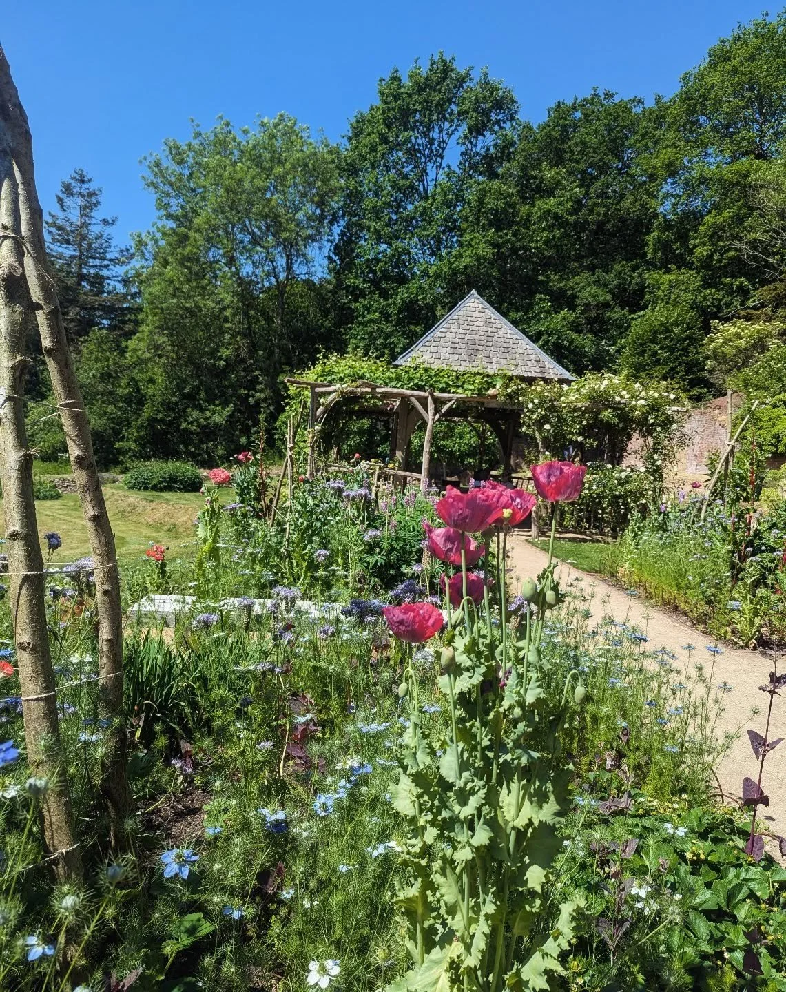Delectable ❤️ 

Peg pal making going on down in the tipi until Sunday.

Roses are suddenly radiant, peonies are blooming, potager is just a delight.

Weather feels nice today, more 'hurrah it's sunny' and much less 'I'm melting and I hate everything'