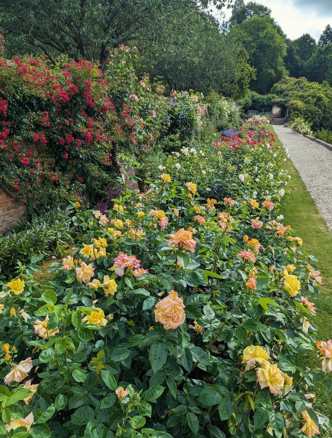 The Rose Walk - looking so pretty ! 

_______________________________________________________________

#roses #roseseason #gardensinjune #kentgarden #sevenoaks