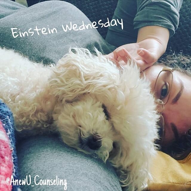 Einstein Wednesday
Happy hump day, everyone! Here Einstein is taking a nap, which can be important for one's overall well being... as can pets! Pets are beneficial to our wellness, too! .
.
.
.
#wednesday #humpday #einstein #poodle #toypoodle #teacup