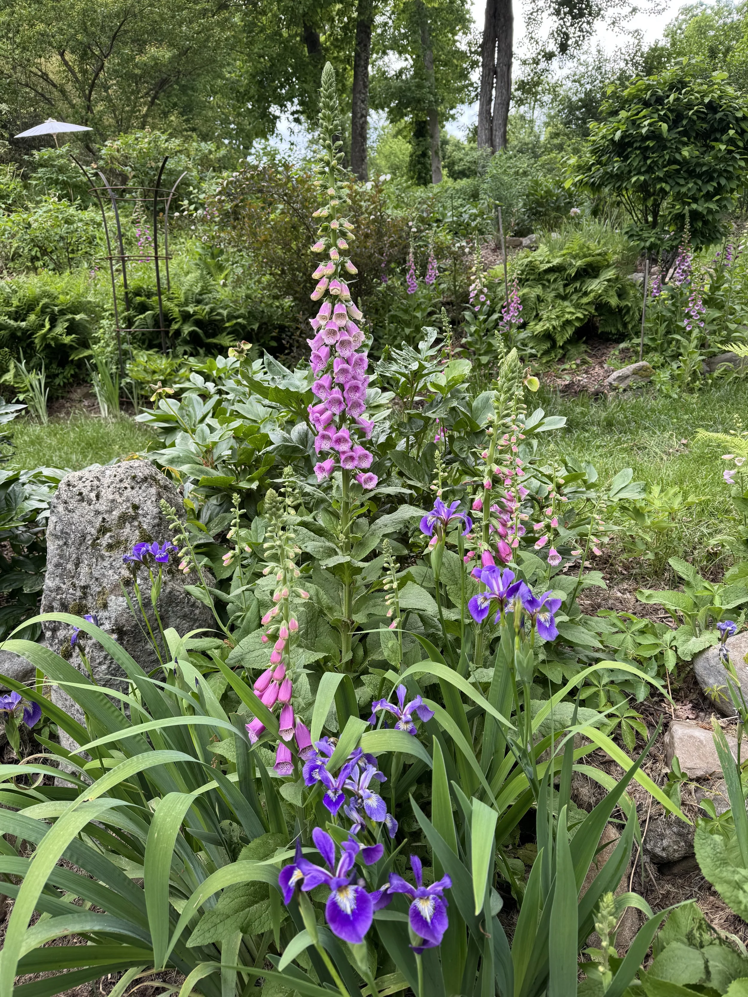 IMG_0993.jpeg