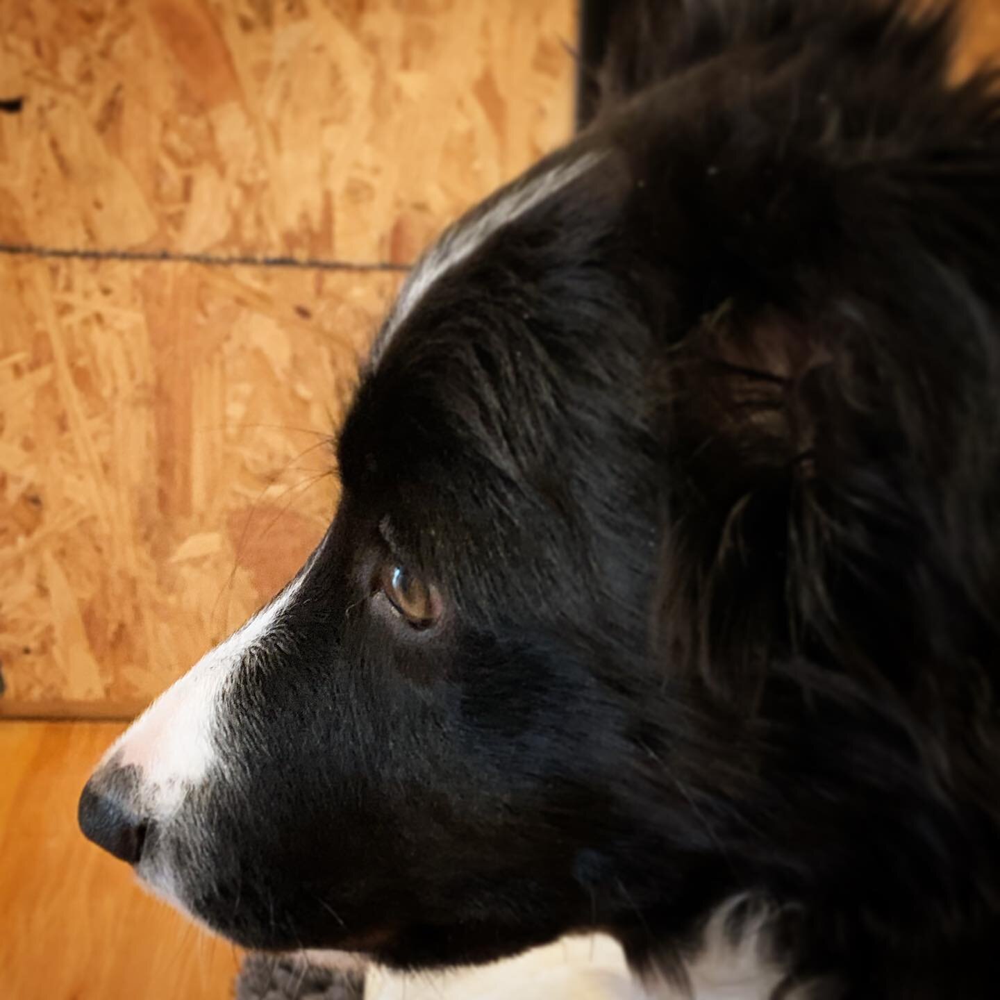 A pensive moment. Luci 4 month old 20lbs. 
#bordercollie #bordercolliesofinstagram #bordercolliepuppy #puppy #puppylove #ボーダーコリー #ボーダーコリーパピー 
#ボーダーコリーのいる生活