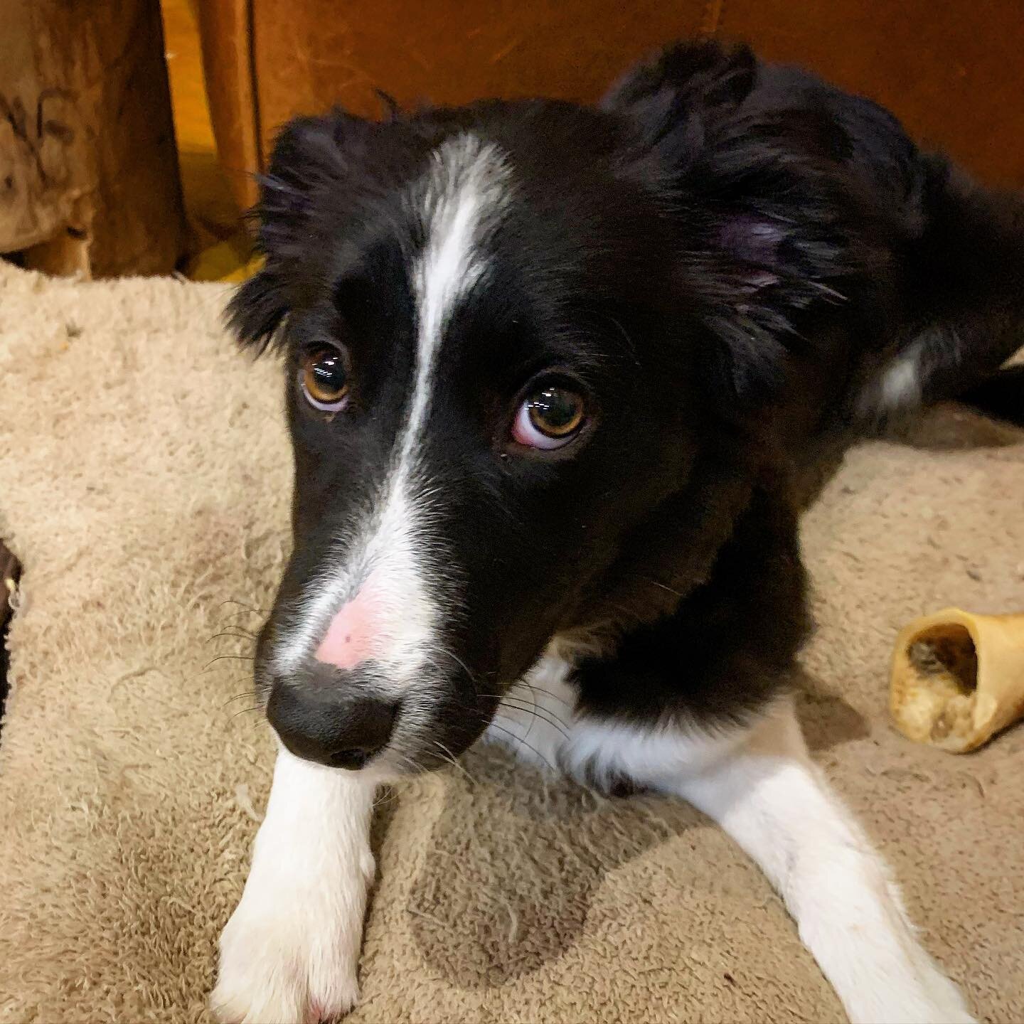 I didn&rsquo;t do it.
#guiltylook #bordercollie #bordercolliesofinstagram #bordercolliepuppy #puppy #pet #dog