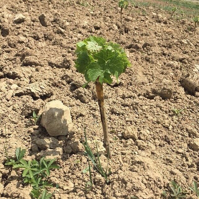 Damit begann alles. Tempranillo Baby-Rebst&ouml;cke.
🍷
.
.
.
.
.
#thewinzers #tempranillo #premiere #weltneuheit #rotwein #schweizerwein #instawine #winelover #rarit&auml;t #z&uuml;rich #aoc