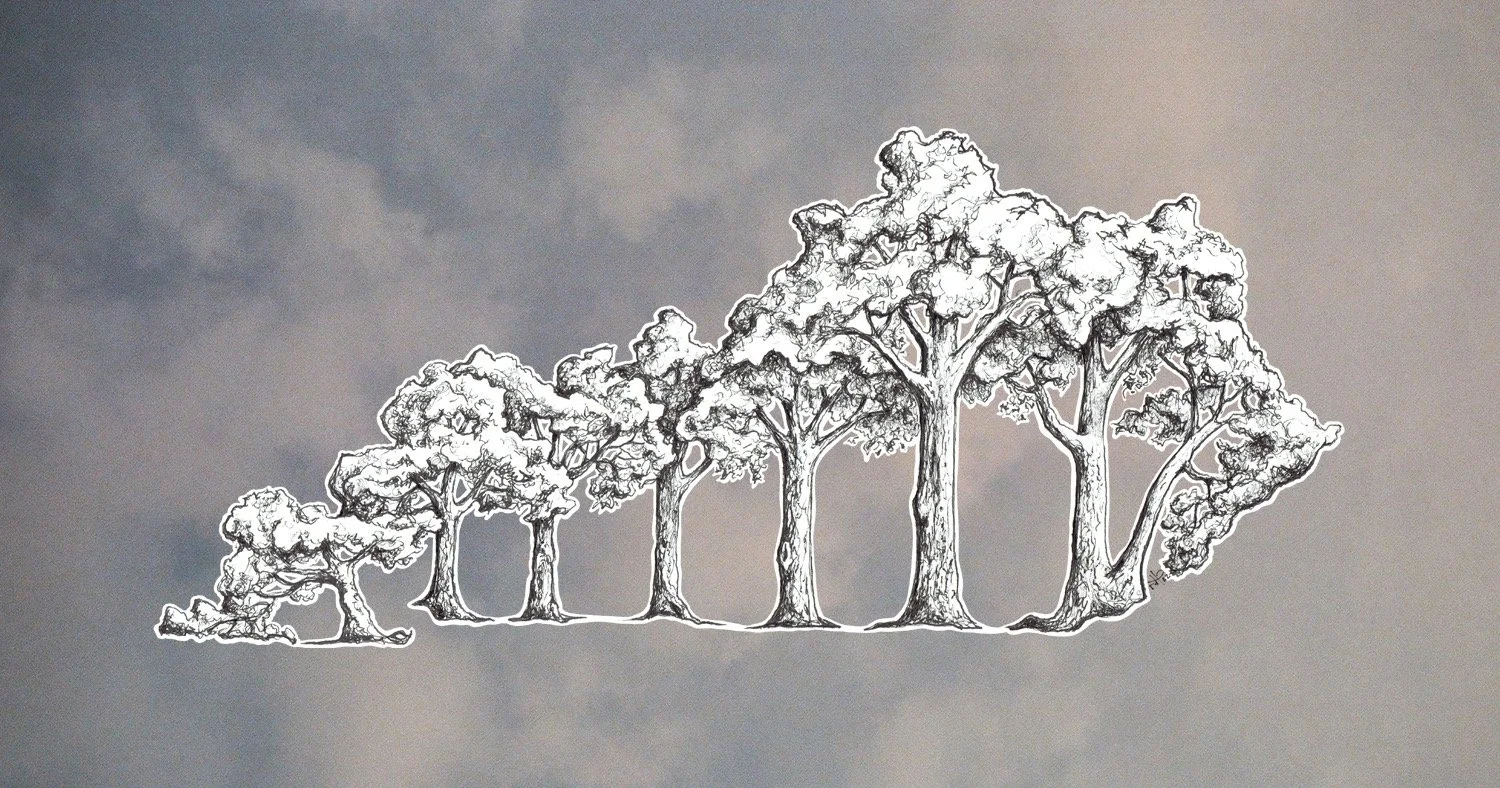 LEAVES OF CHANGE: CANOPY KENTUCKY REWRITES THE BOOK ON BUSINESS FOR THE COMMONWEALTH  