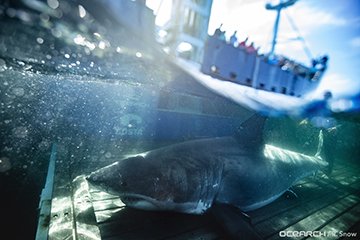 09202019_OCEARCH_NovaScotia_HayIsland_3100 copy 2.jpg