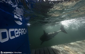 09222021_OCEARCH_NovaScotia2021_ChrisRoss_Tancook_J8A3071_WM copy.jpg