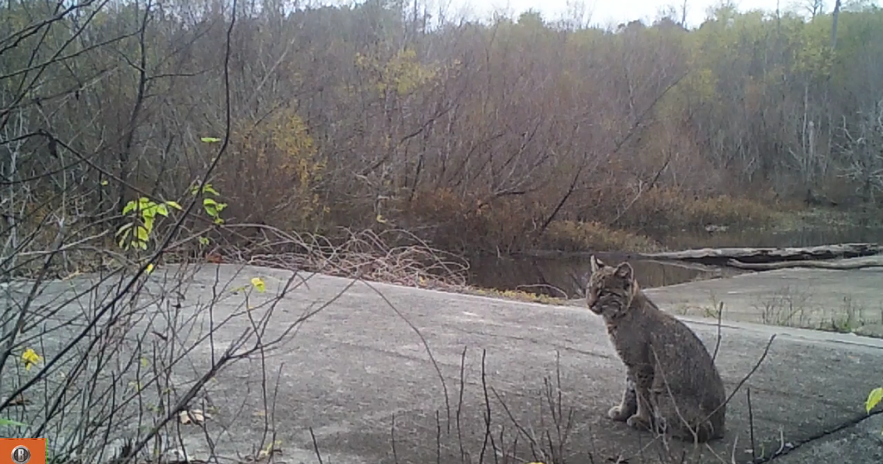 Bobcat at dam