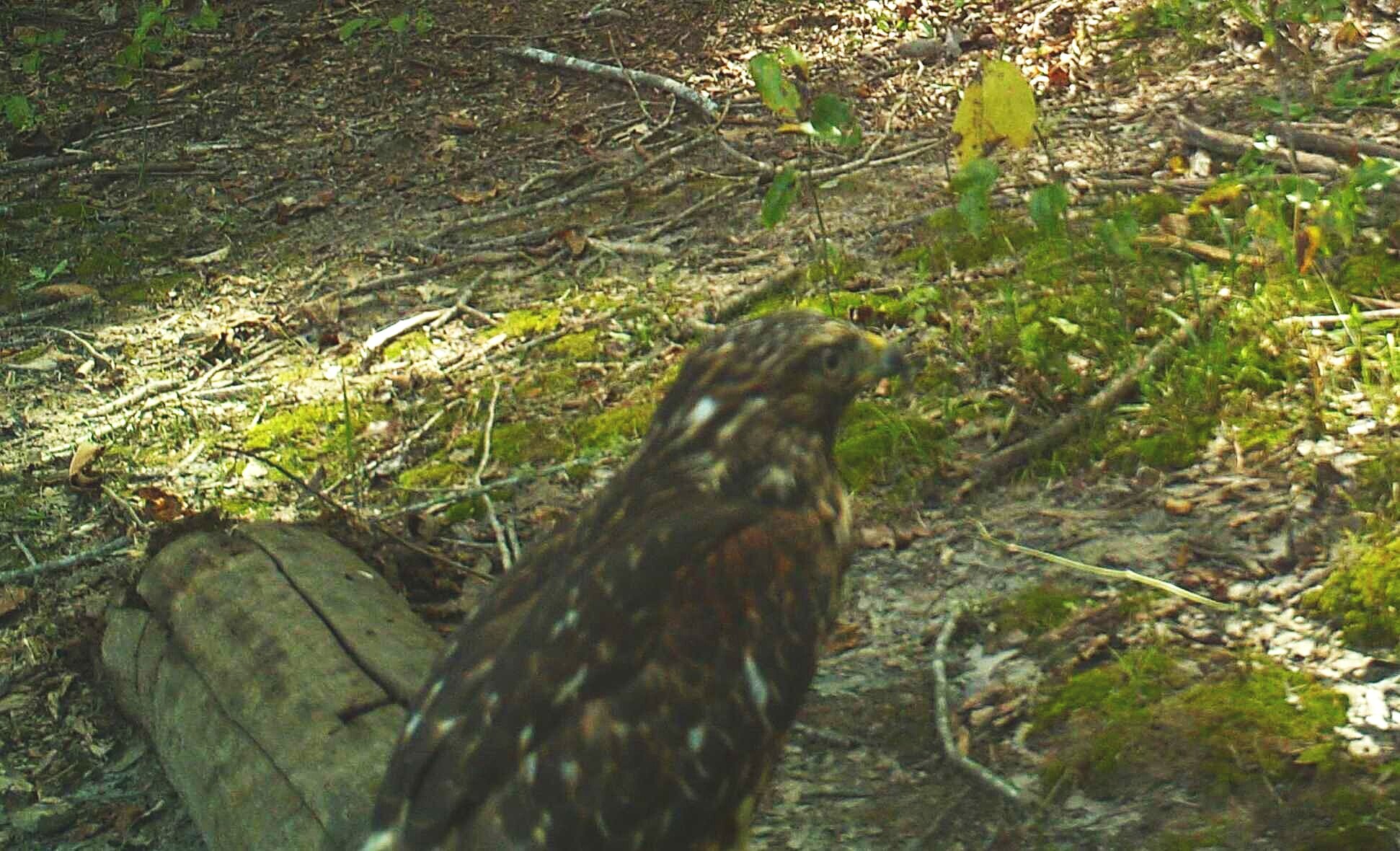 Red-tailed Hawk